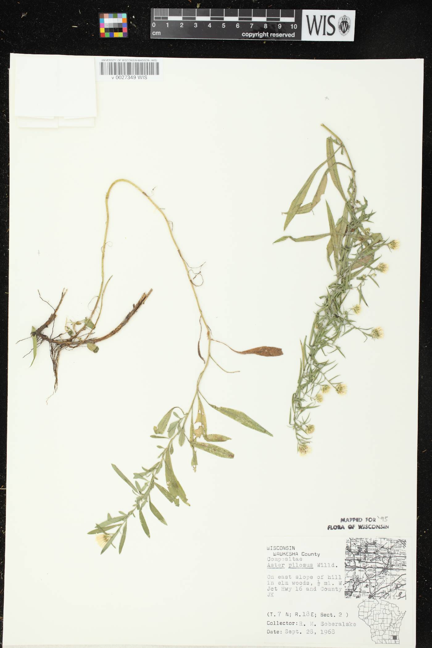 Symphyotrichum pilosum image