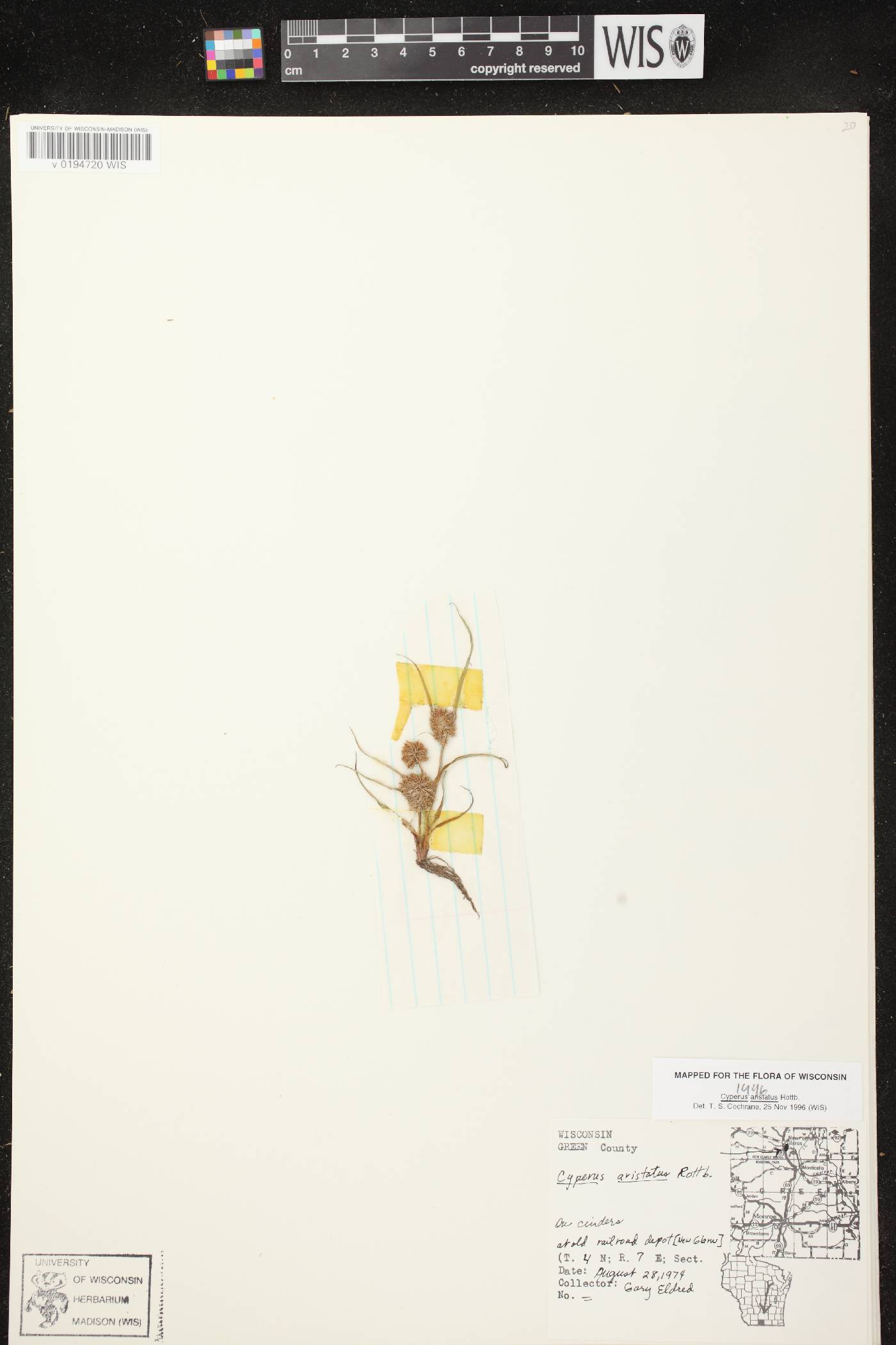 Cyperus squarrosus image
