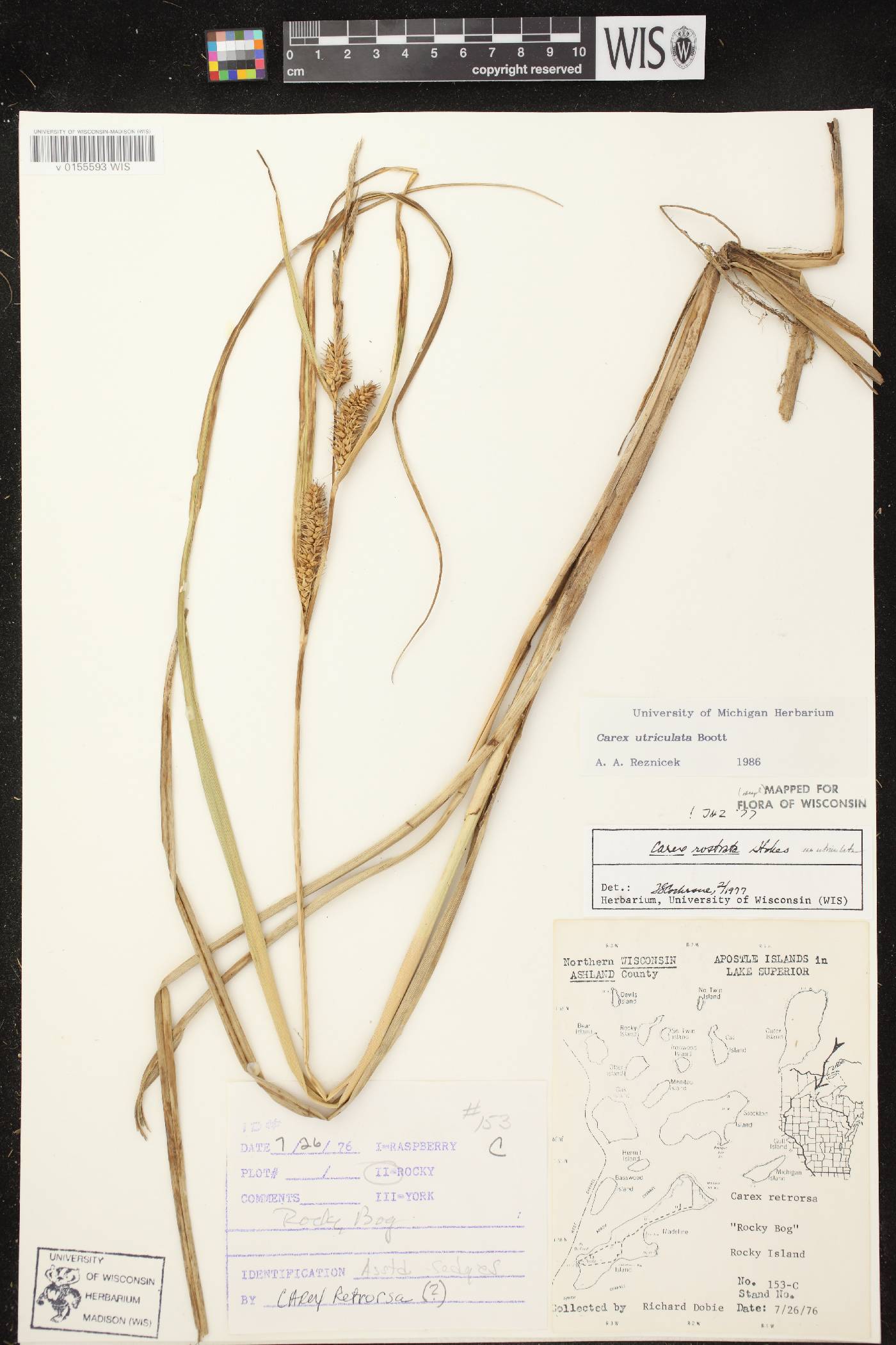 Carex utriculata image