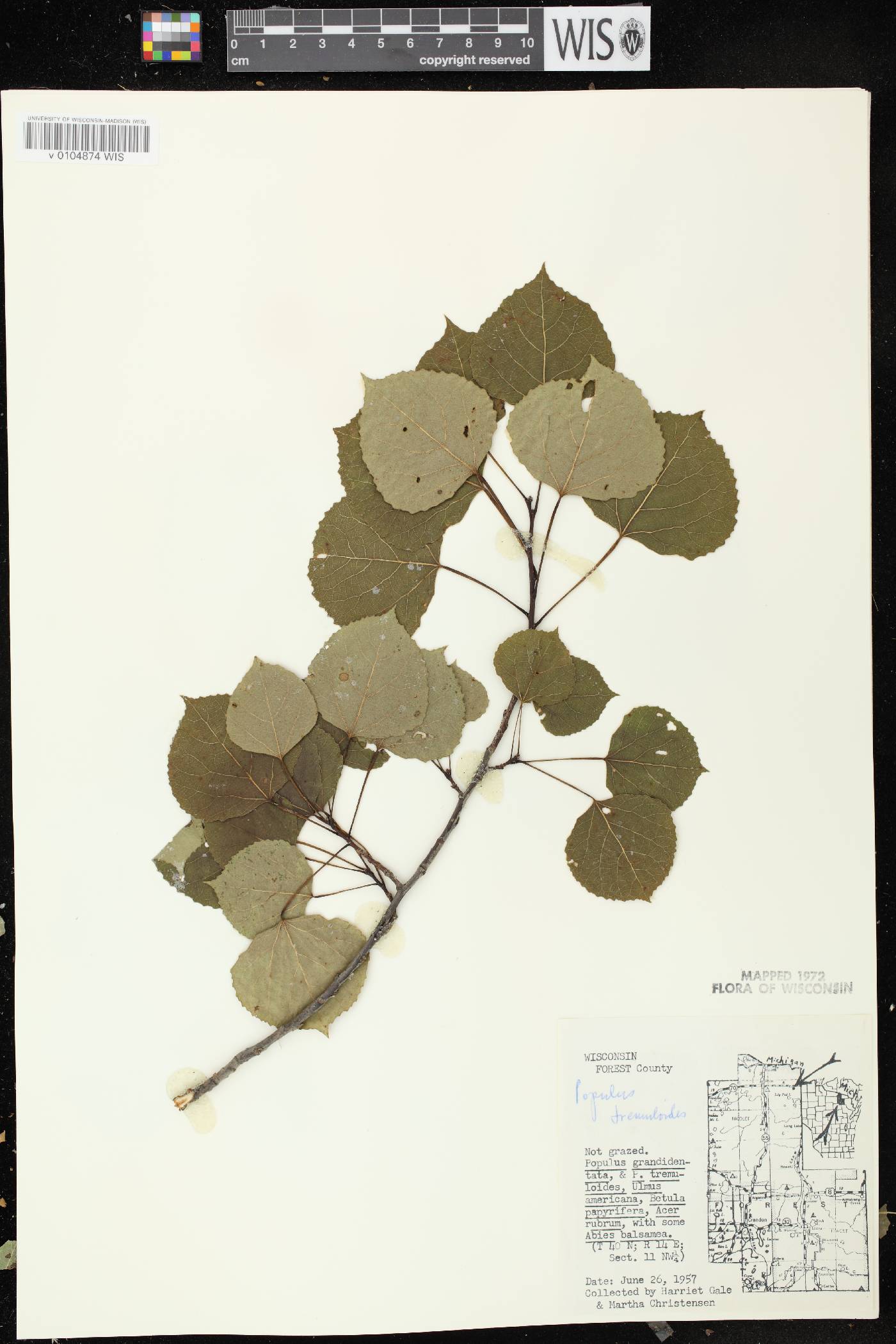 Populus tremuloides image