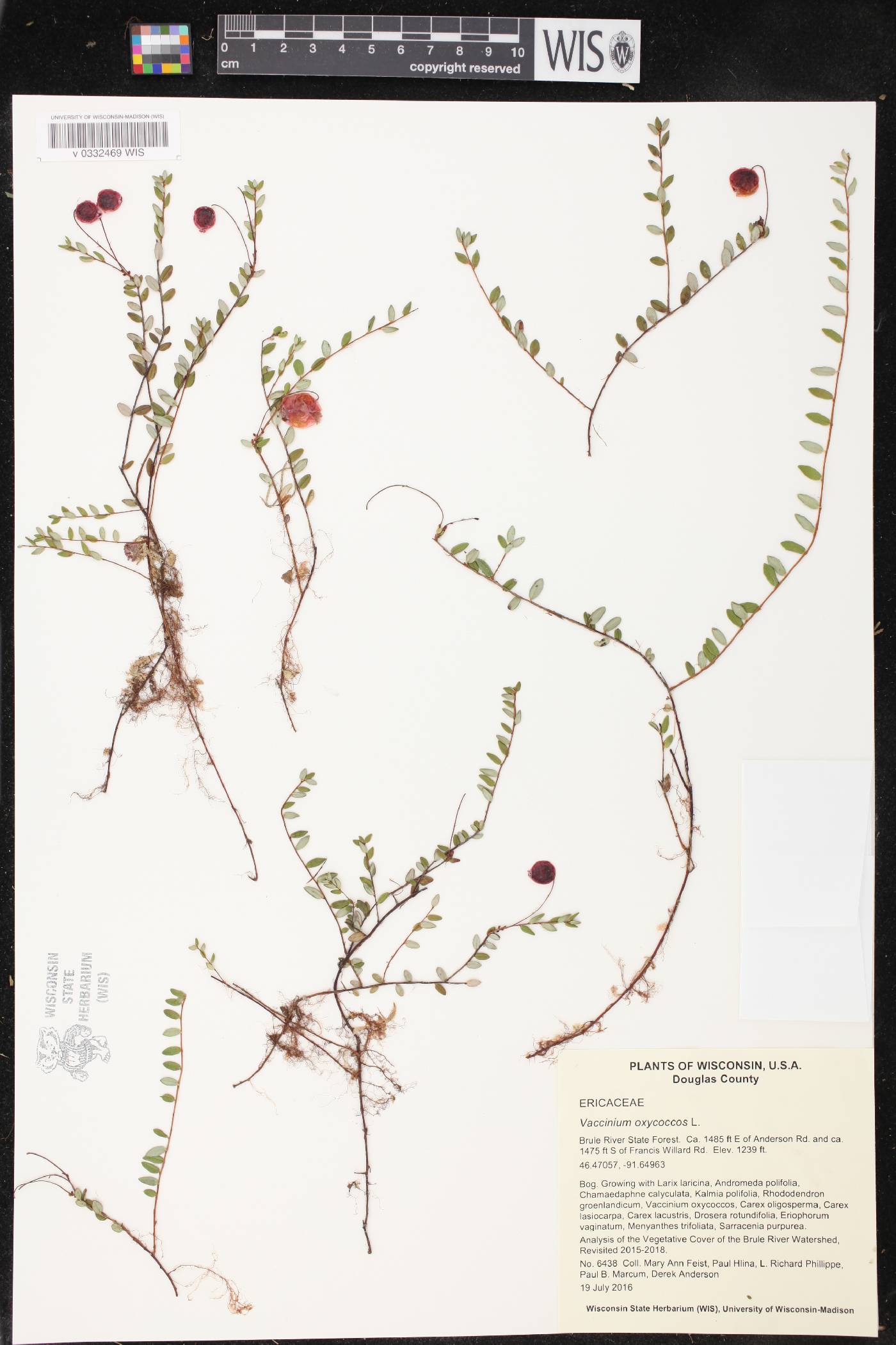 Vaccinium oxycoccos image