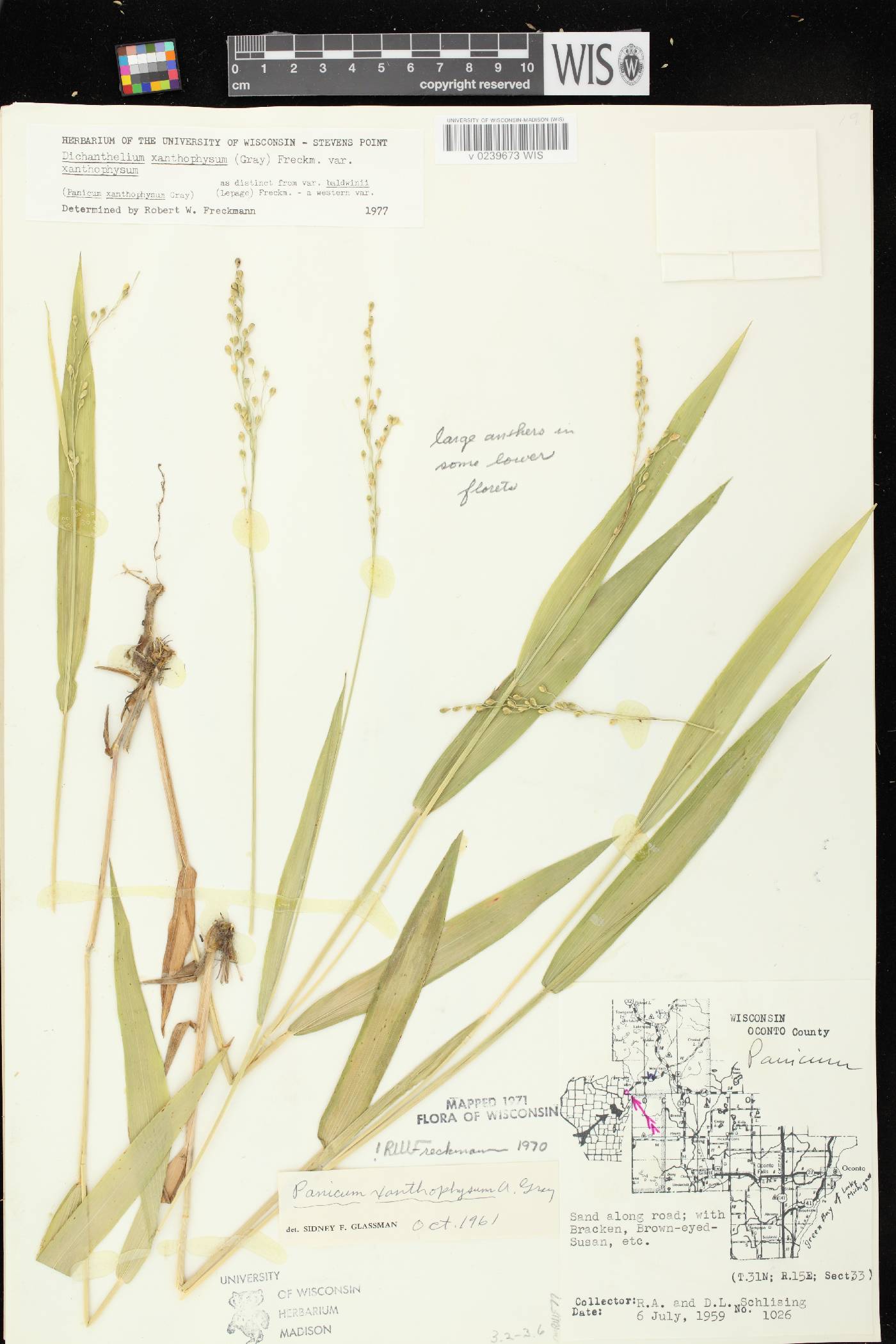 Dichanthelium xanthophysum image