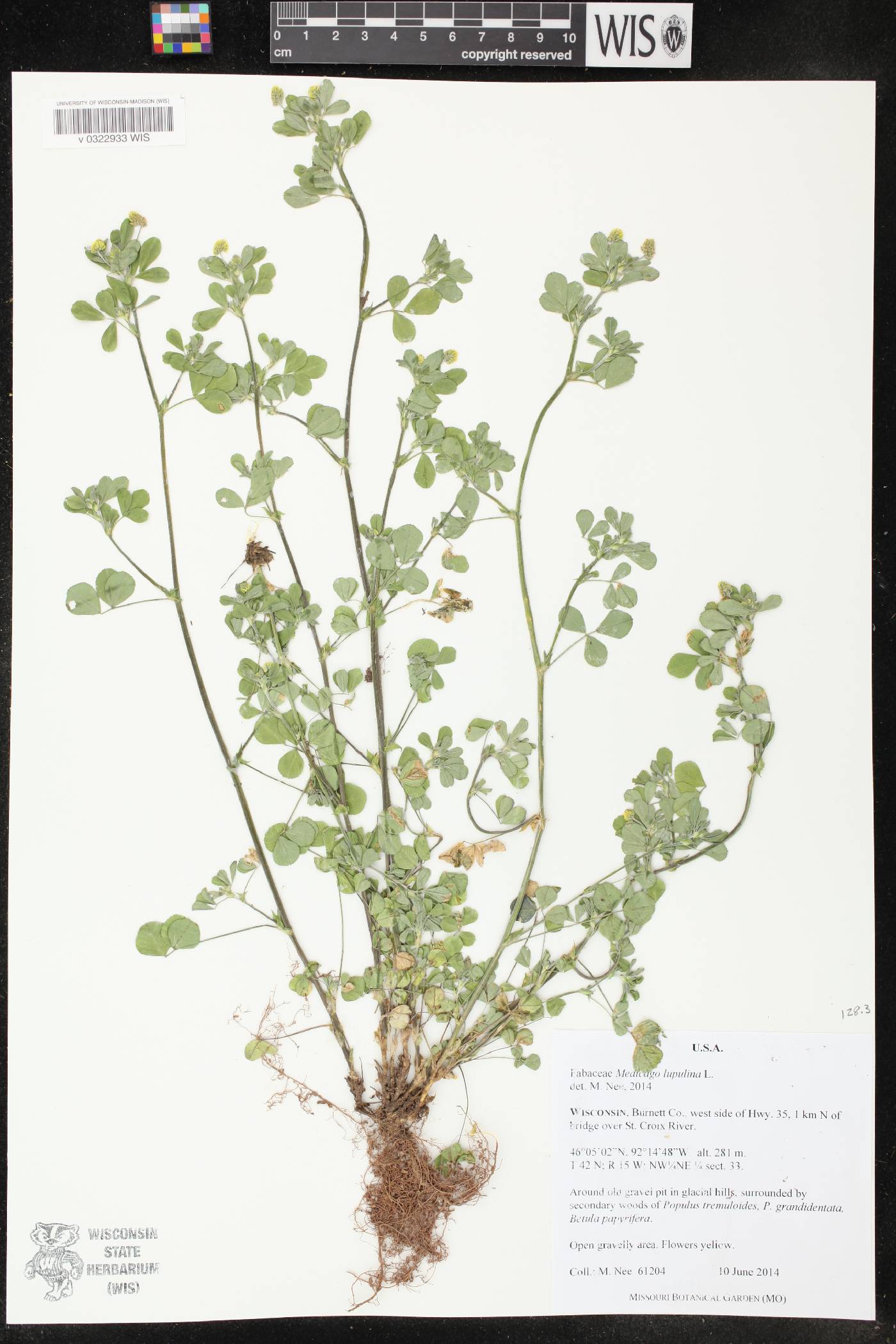 Medicago lupulina image