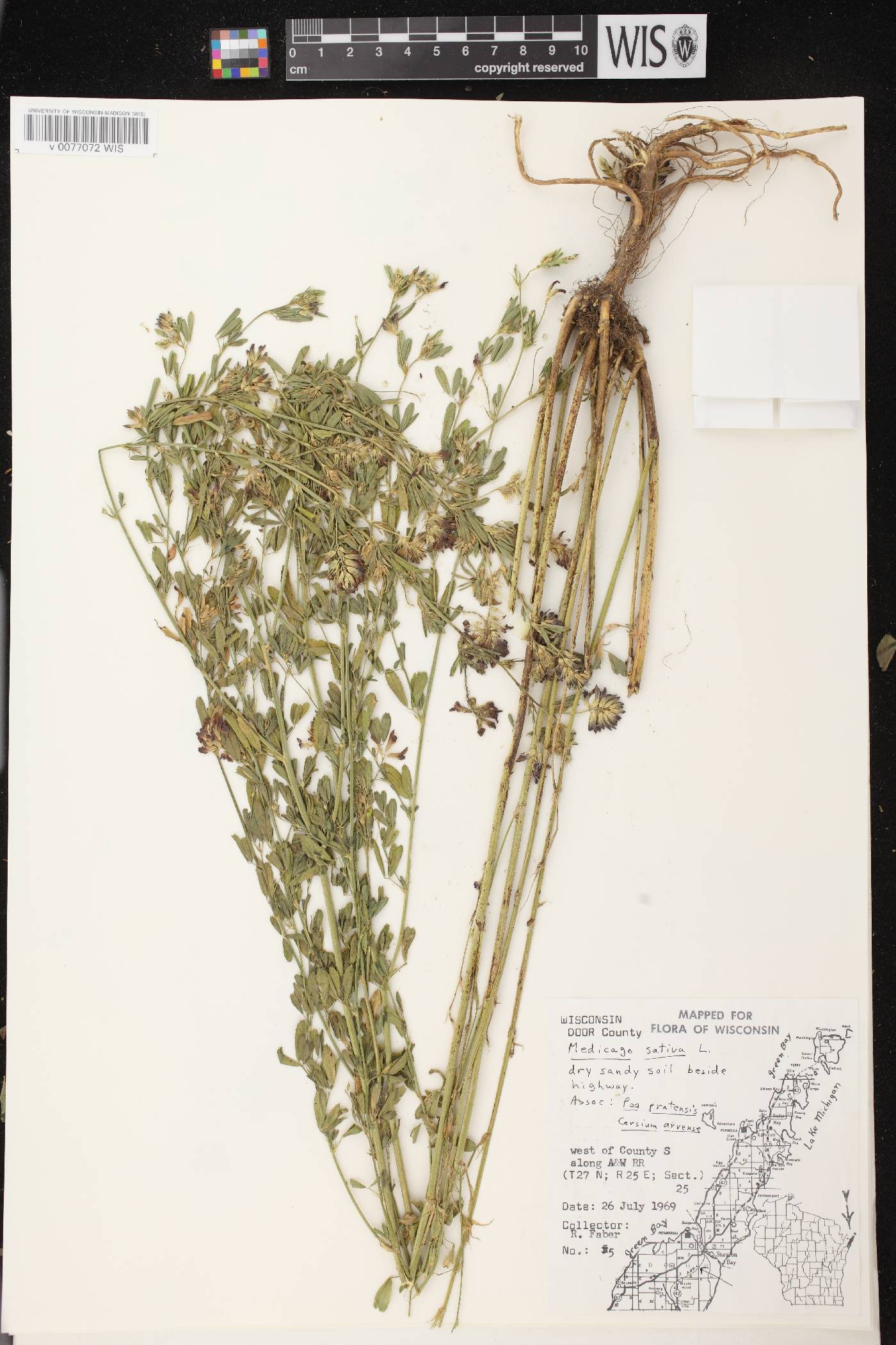Medicago sativa image