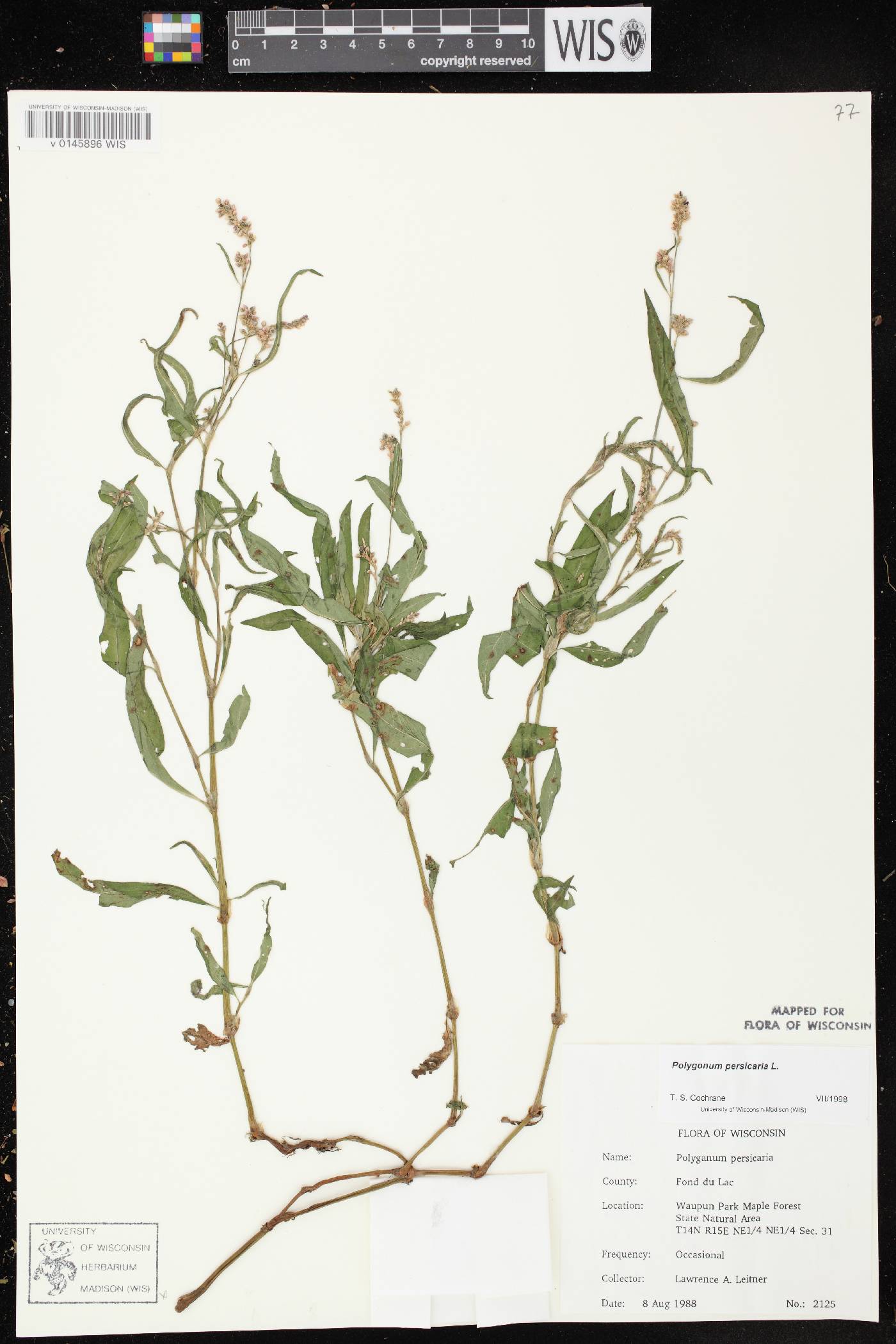 Persicaria maculosa image
