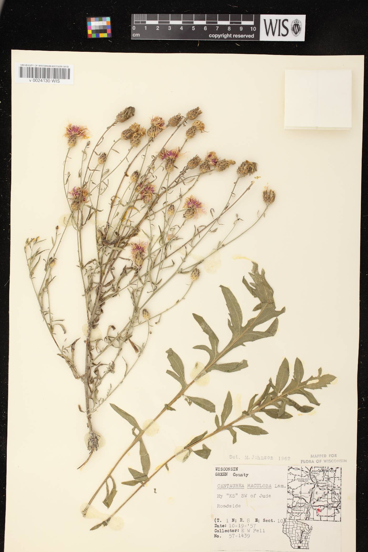 Centaurea stoebe image