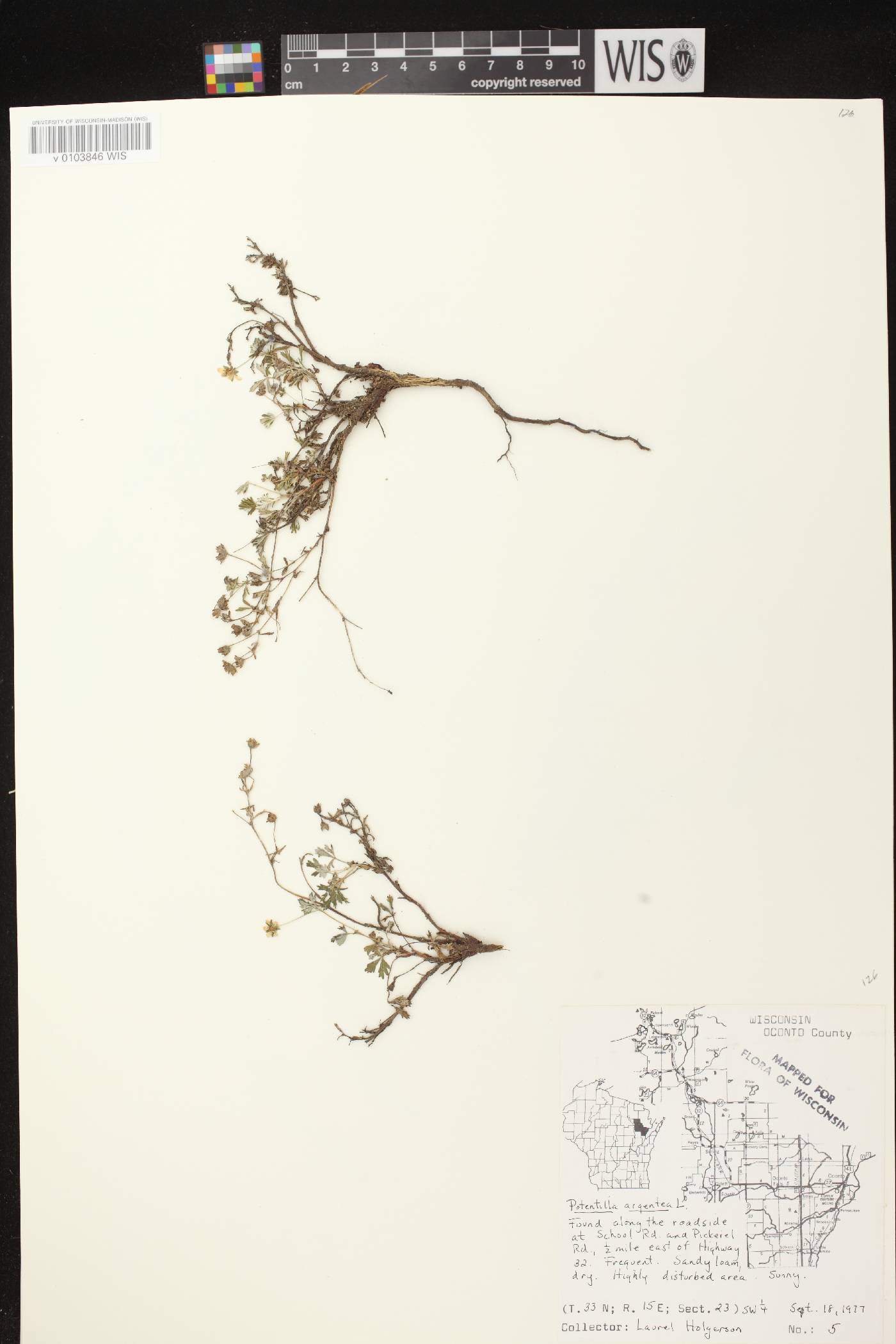 Potentilla argentea image
