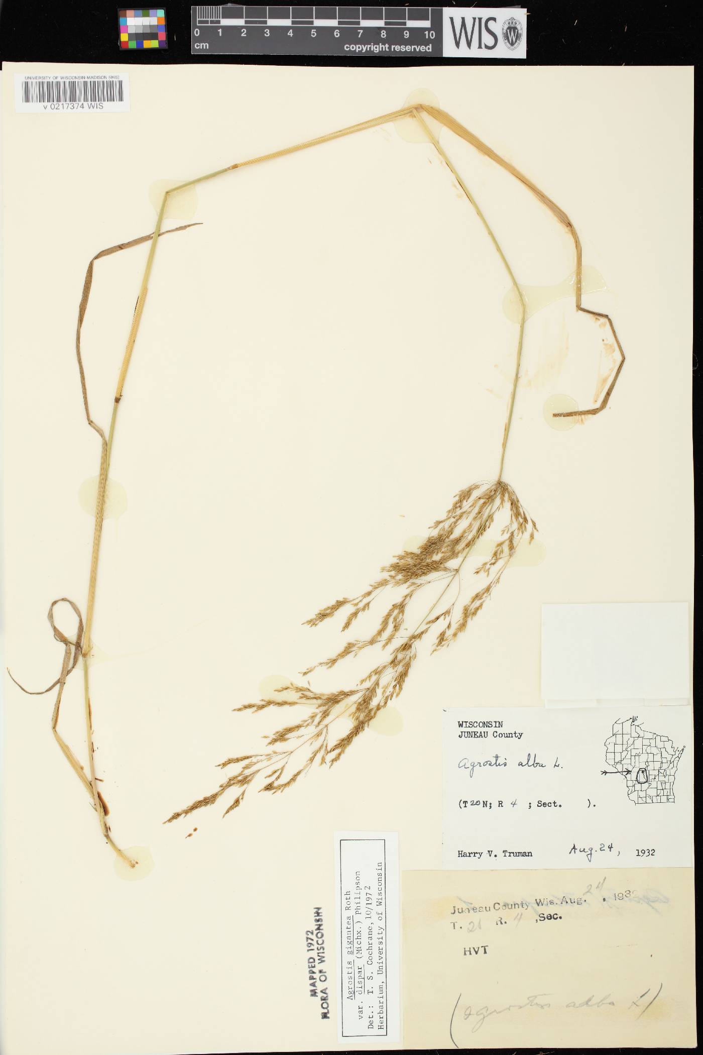 Agrostis gigantea image