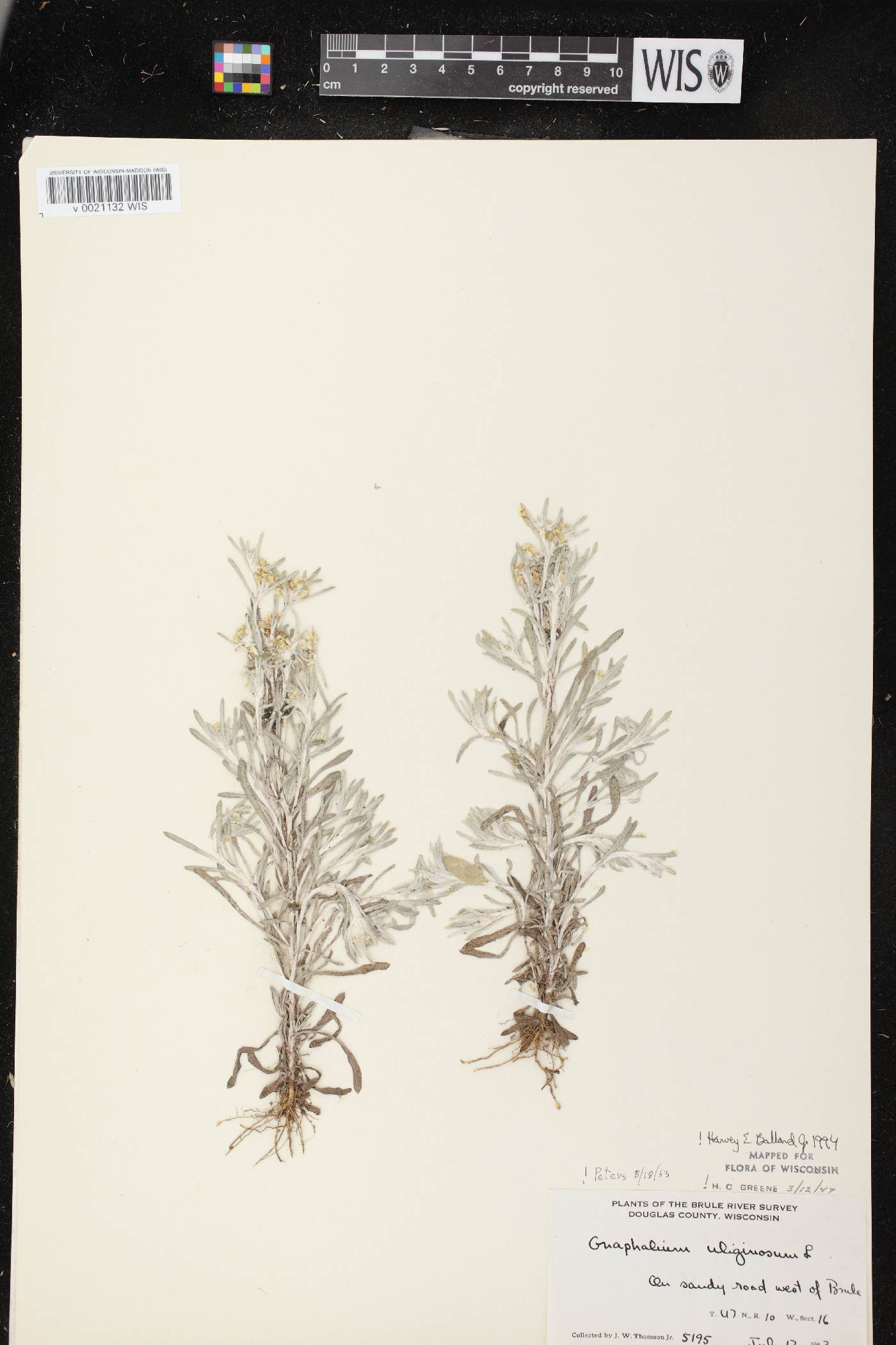 Gnaphalium uliginosum image