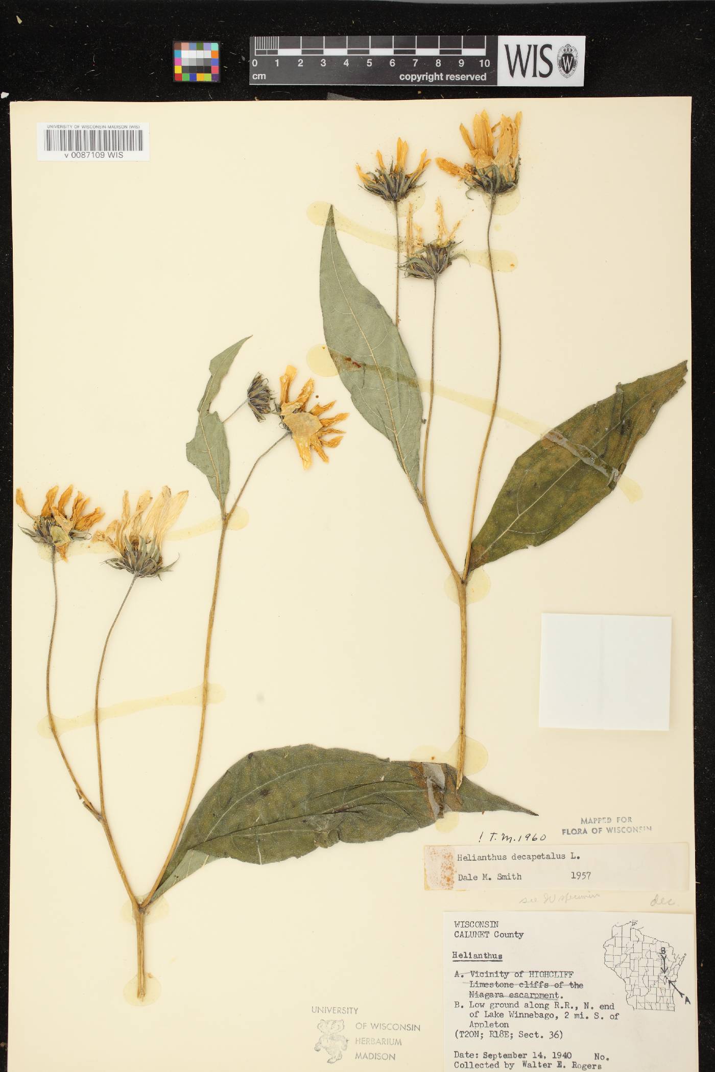 Helianthus decapetalus image