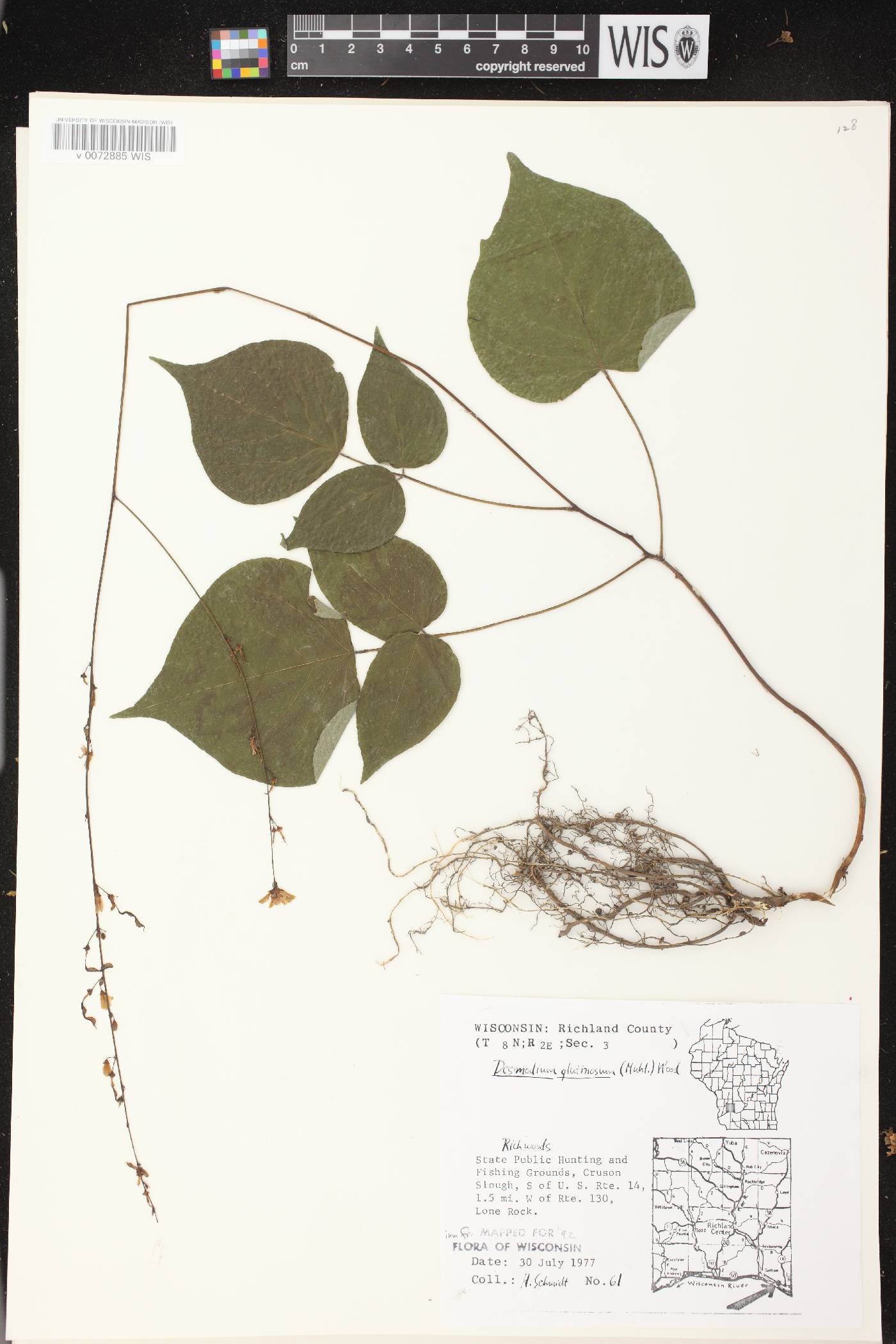 Hylodesmum glutinosum image