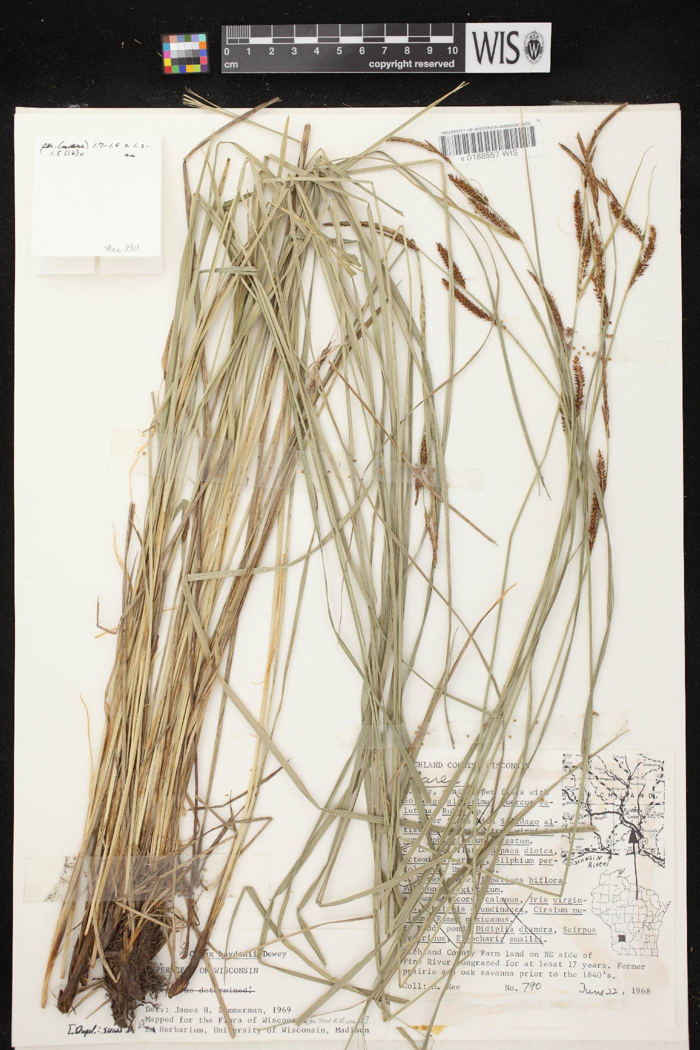 Carex haydenii image