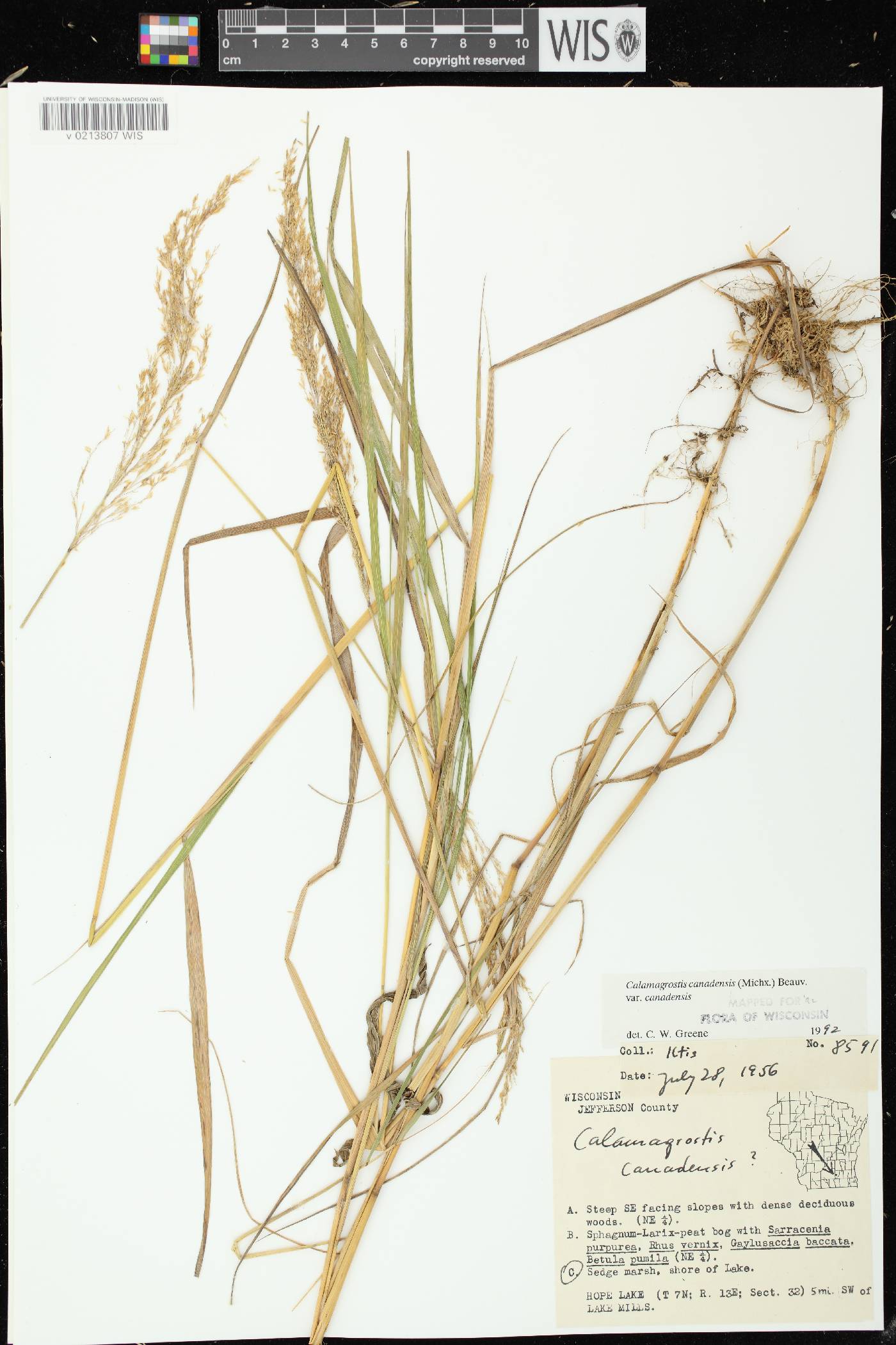 Calamagrostis canadensis var. canadensis image