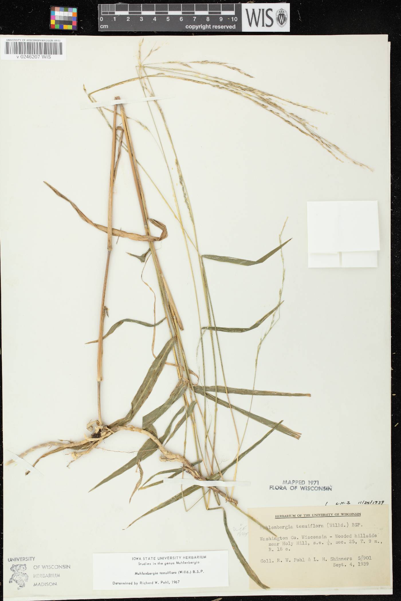 Muhlenbergia tenuiflora image