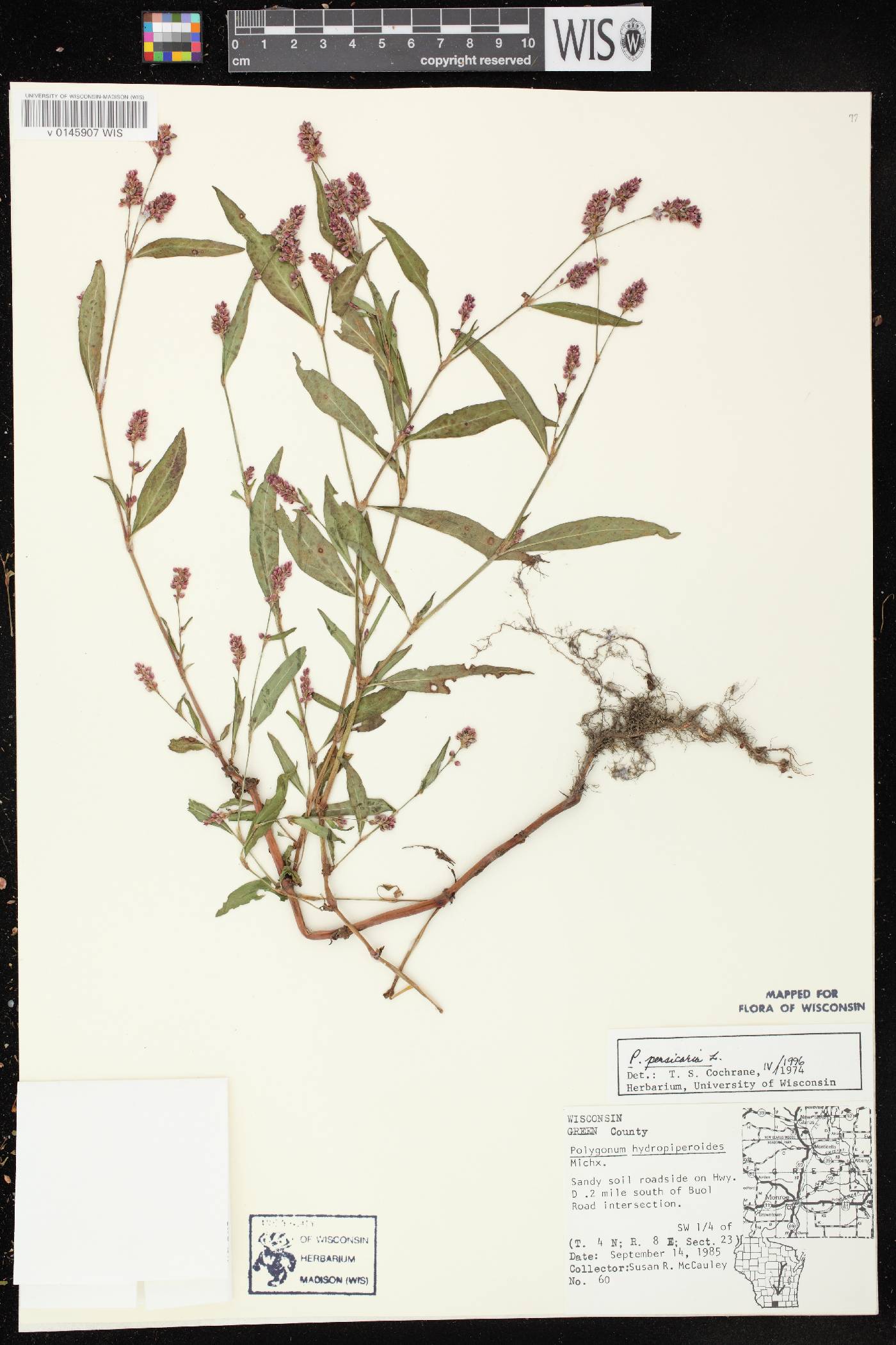 Persicaria maculosa image