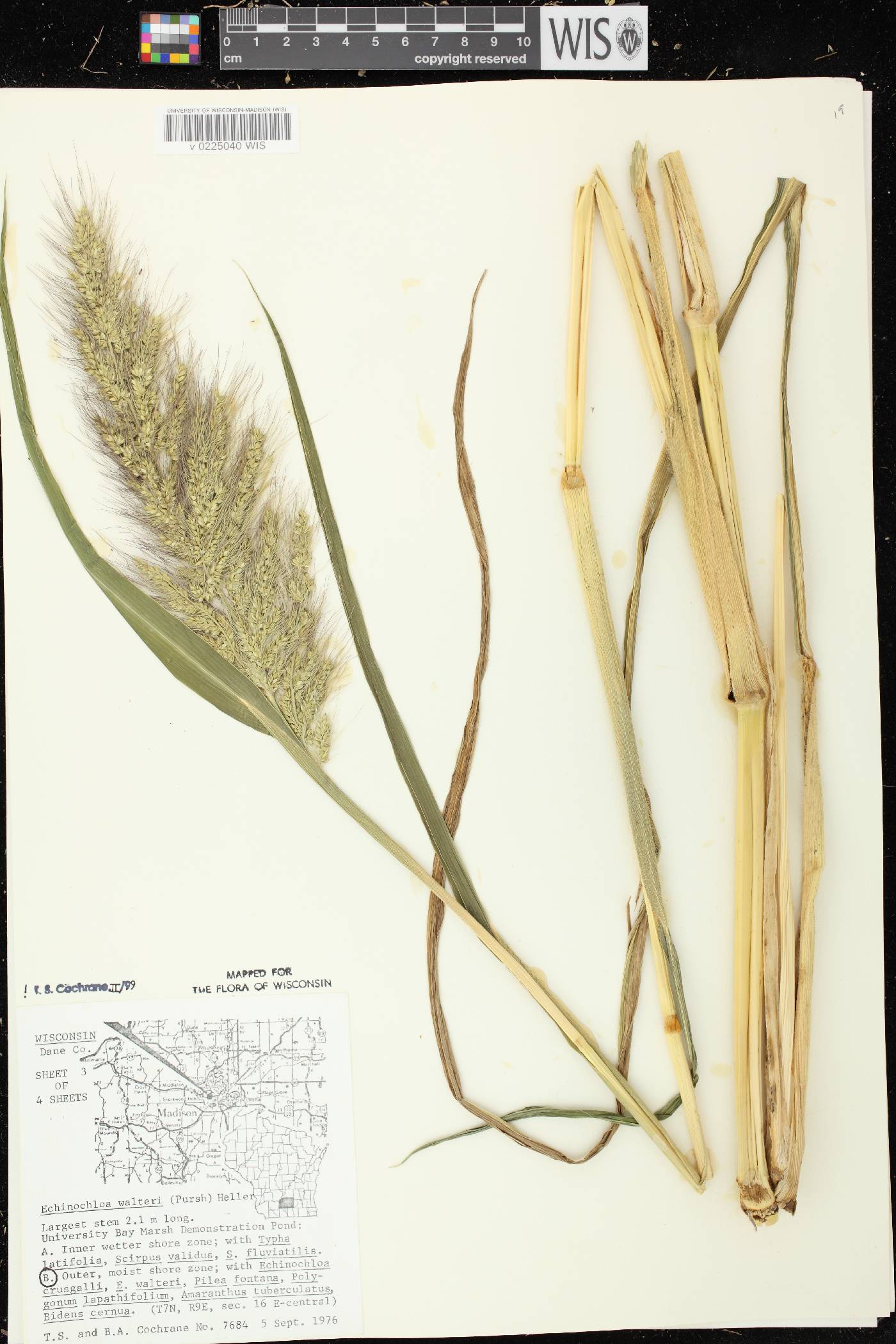 Echinochloa walteri image