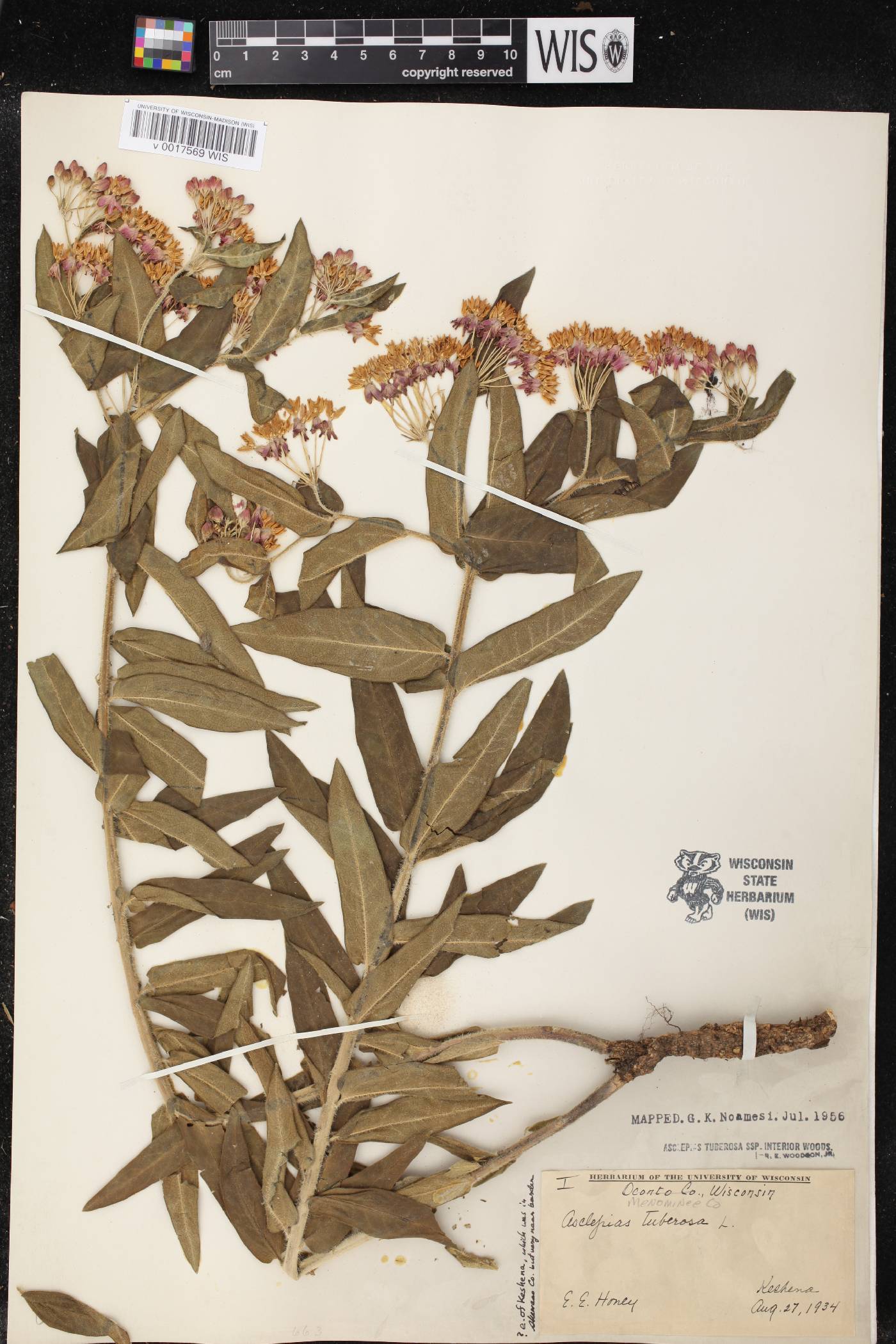 Asclepias tuberosa image