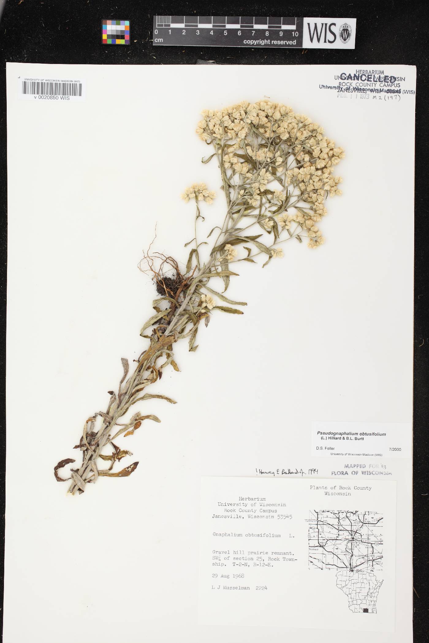 Pseudognaphalium obtusifolium image
