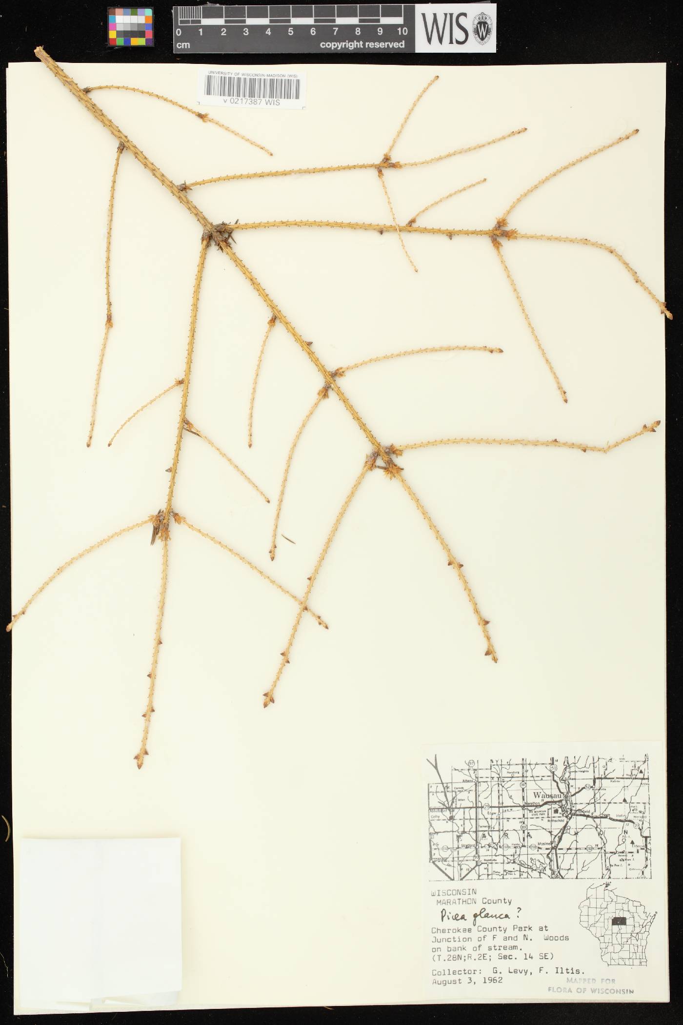 Picea glauca image