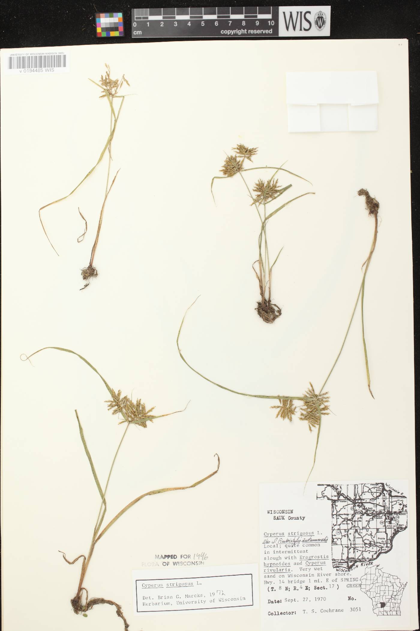 Cyperus strigosus image