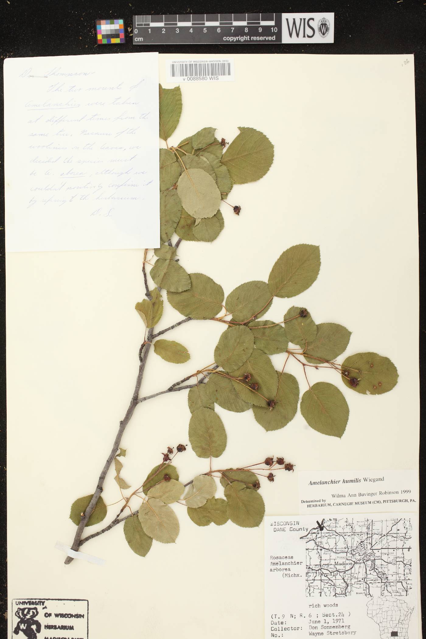 Amelanchier sanguinea image