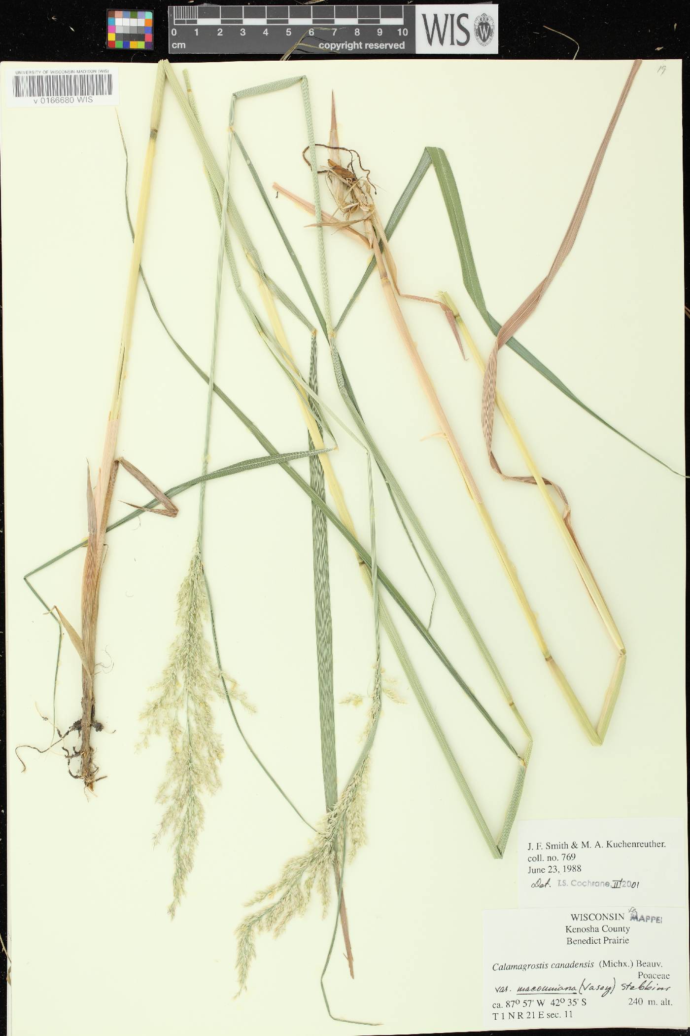 Calamagrostis canadensis var. macouniana image