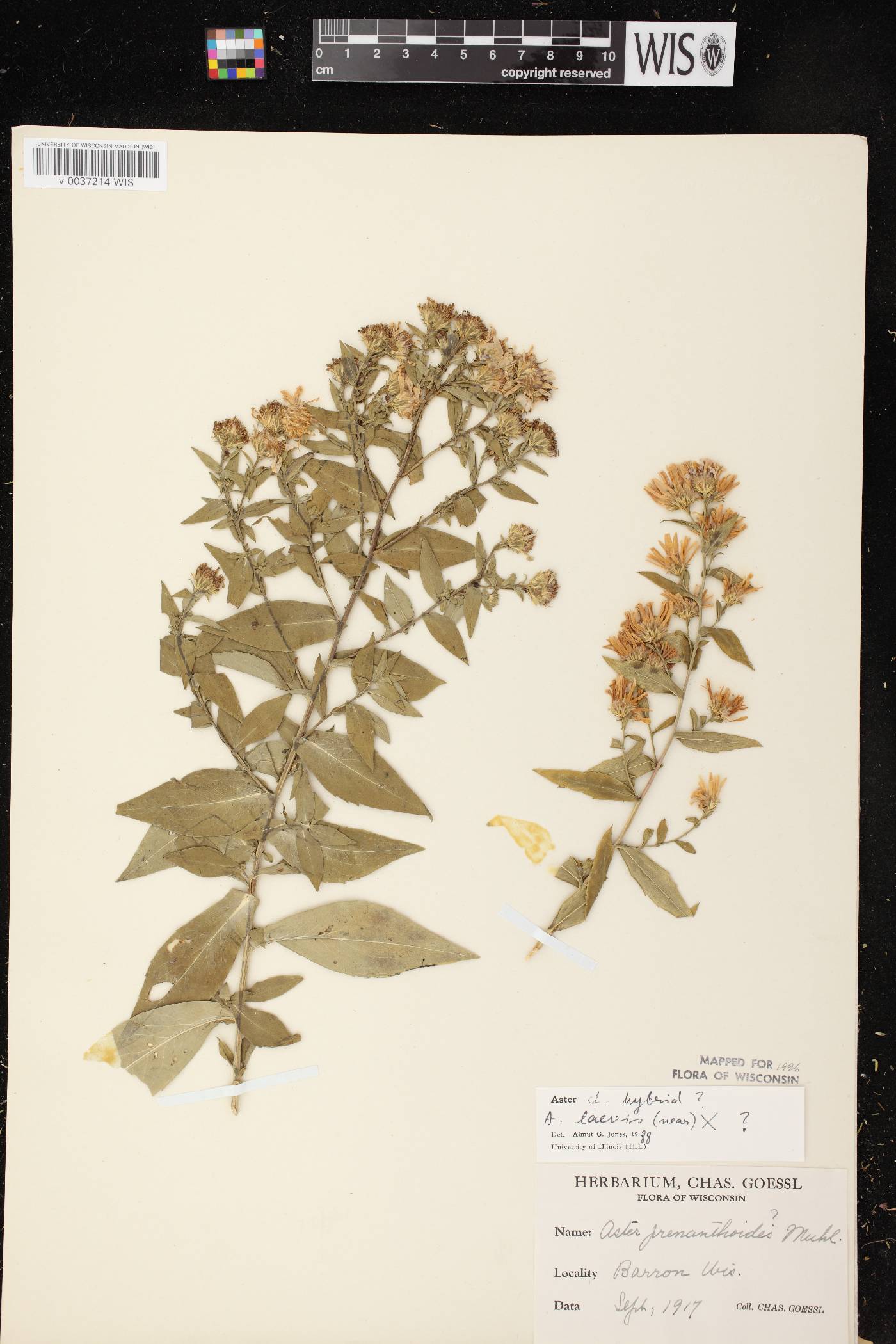 Symphyotrichum laeve image