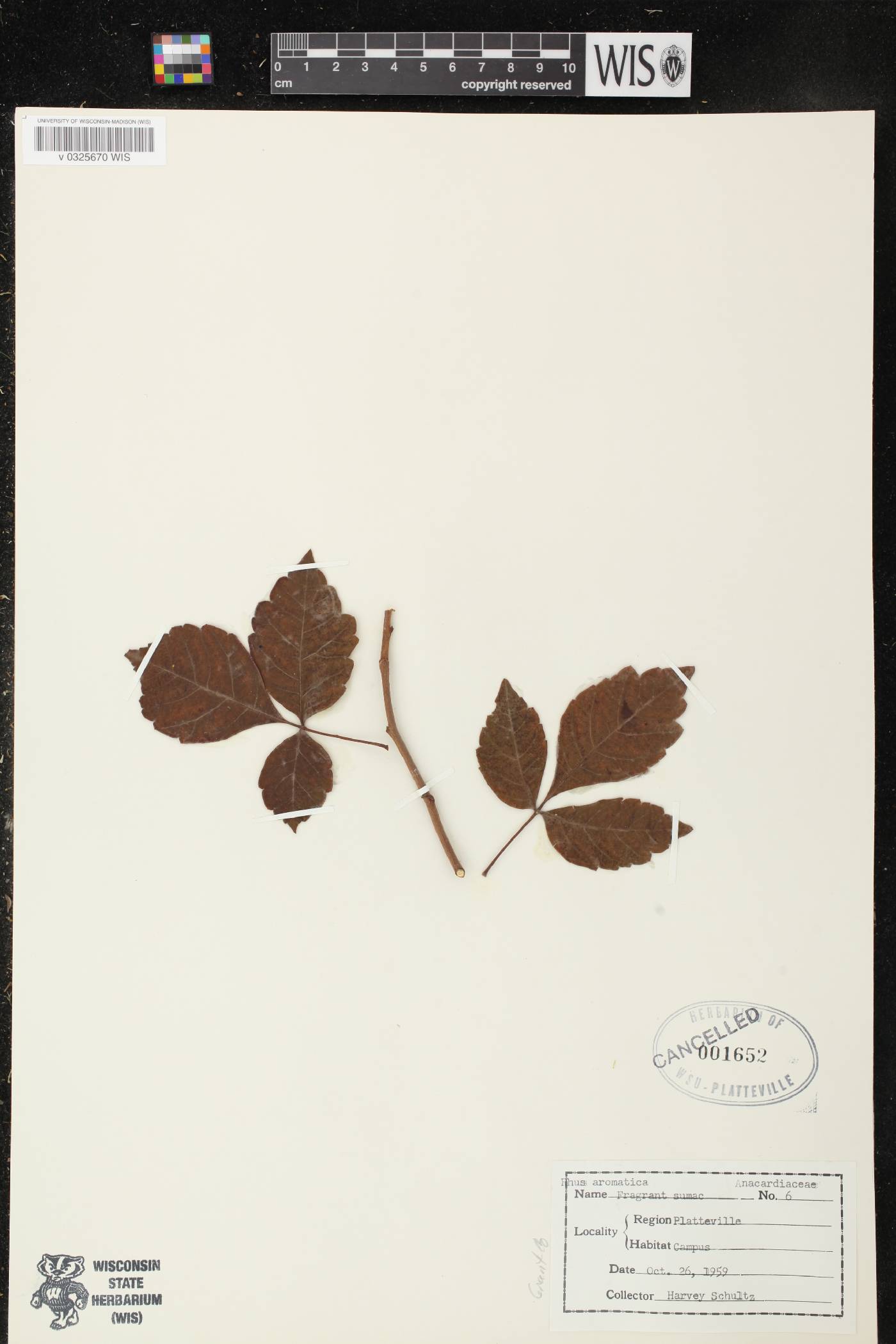 Rhus aromatica image