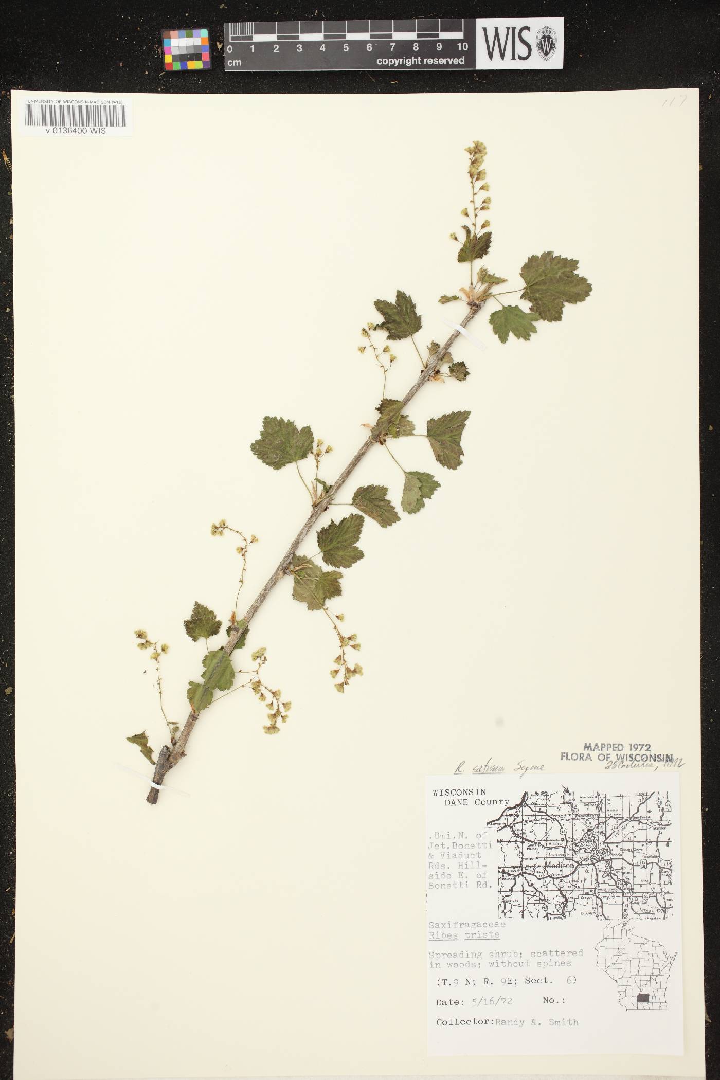 Ribes rubrum image