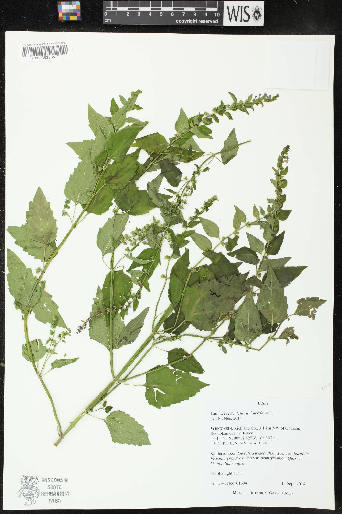 Scutellaria lateriflora image