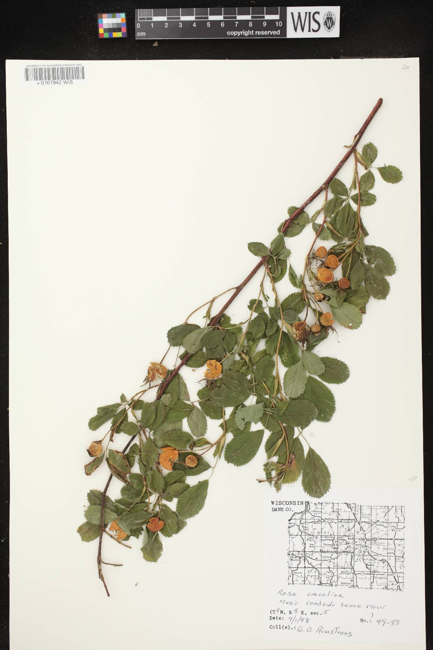 Rosa carolina image