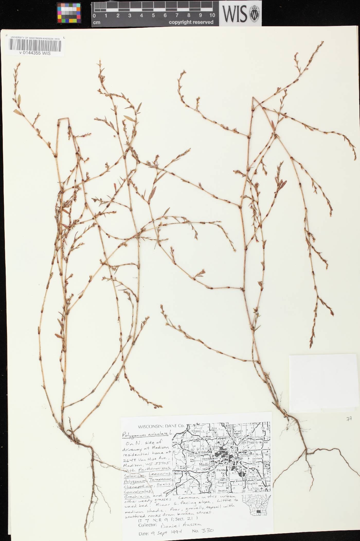 Polygonum aviculare image