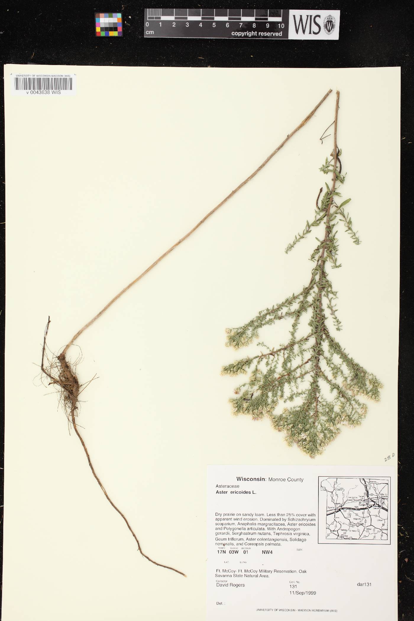 Symphyotrichum ericoides image
