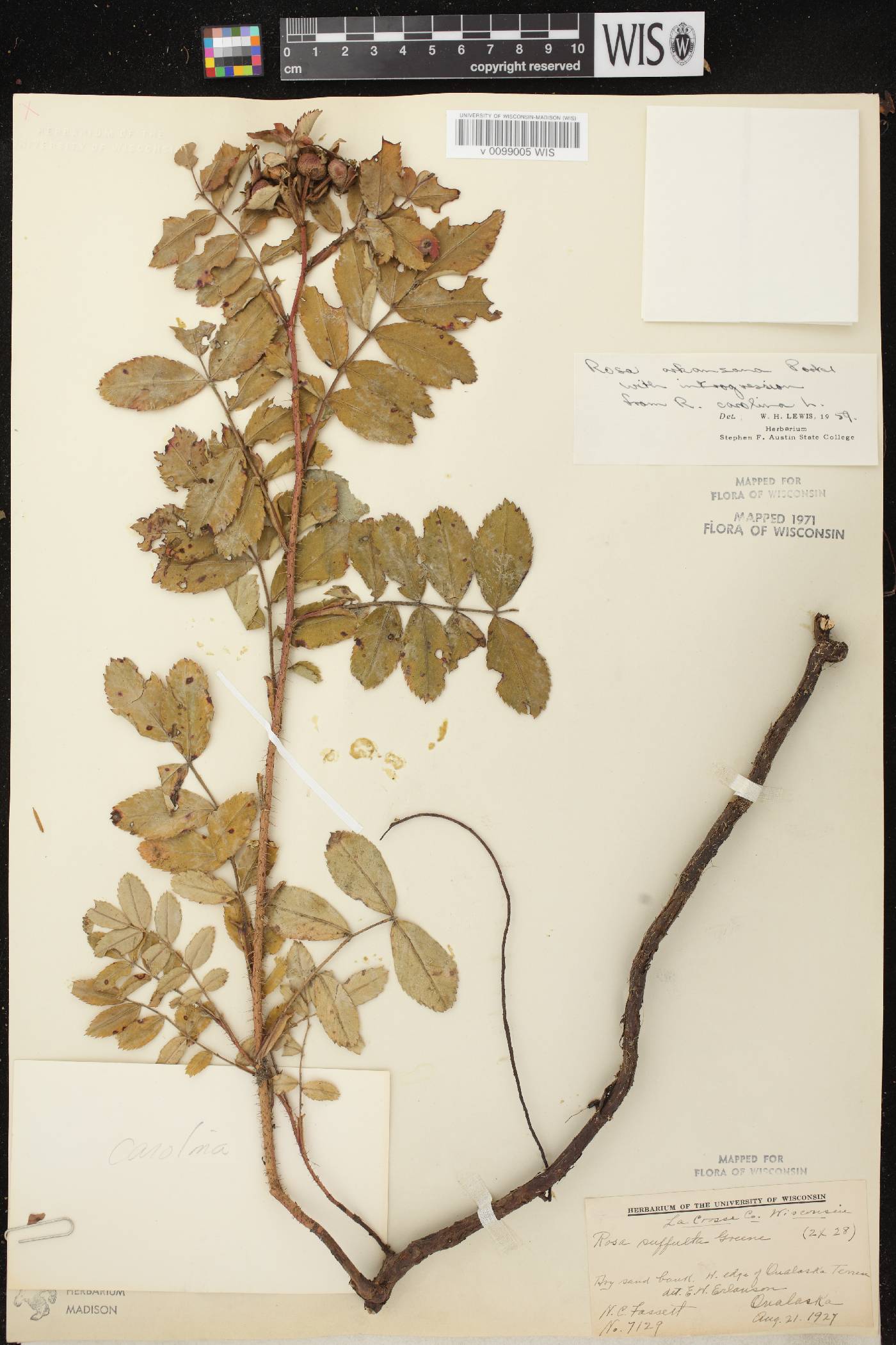 Rosa arkansana image