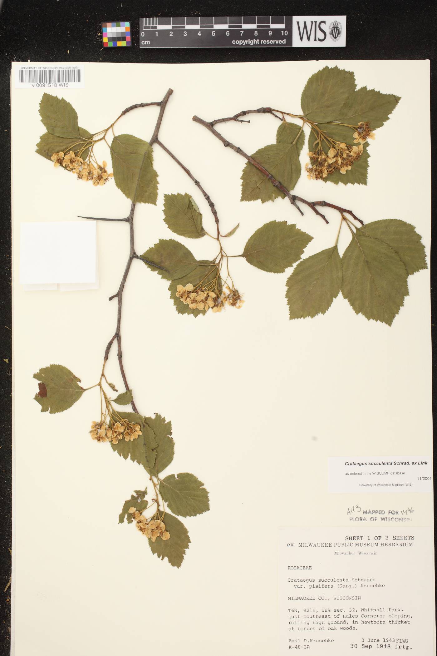Crataegus succulenta image