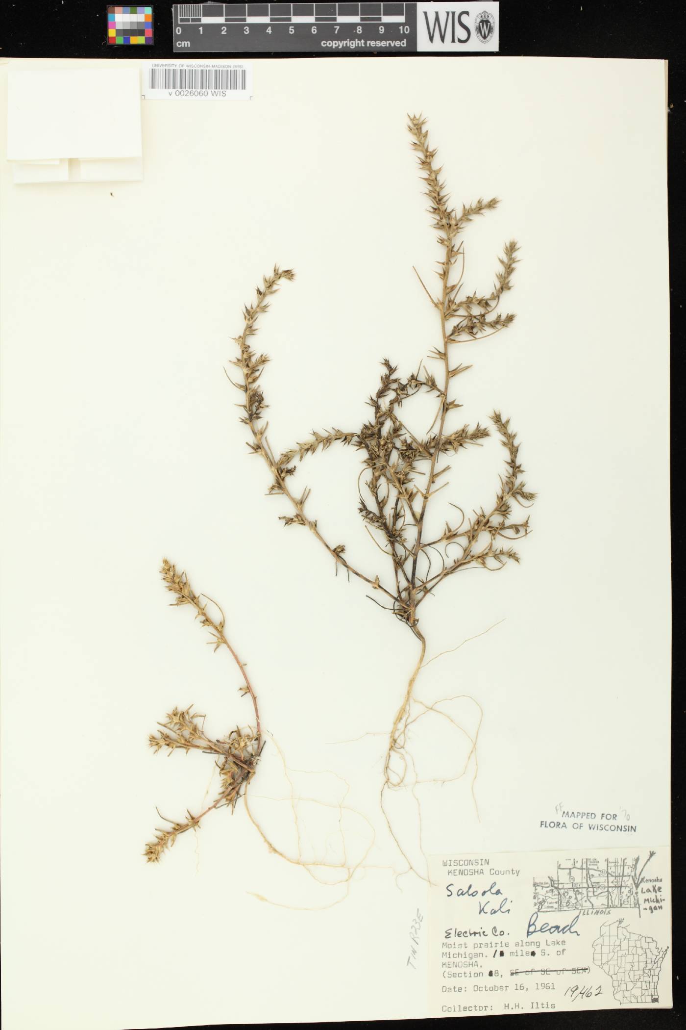 Salsola tragus image