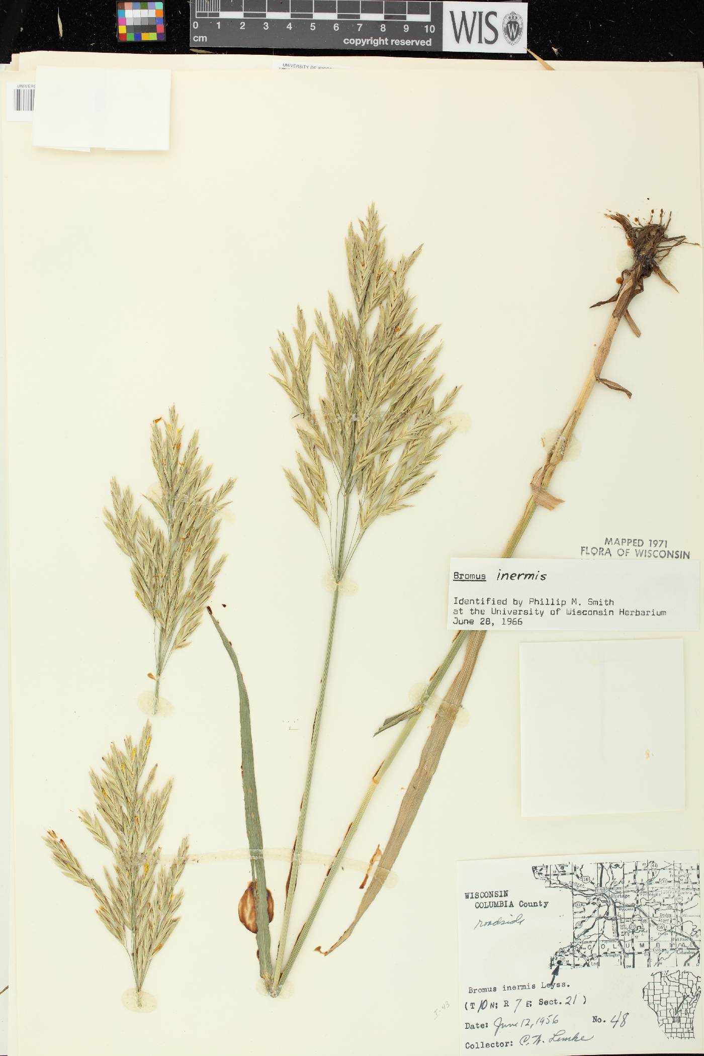 Bromus inermis image