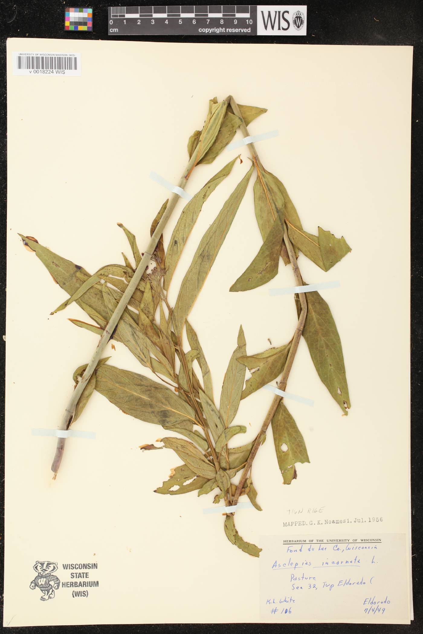 Asclepias incarnata image