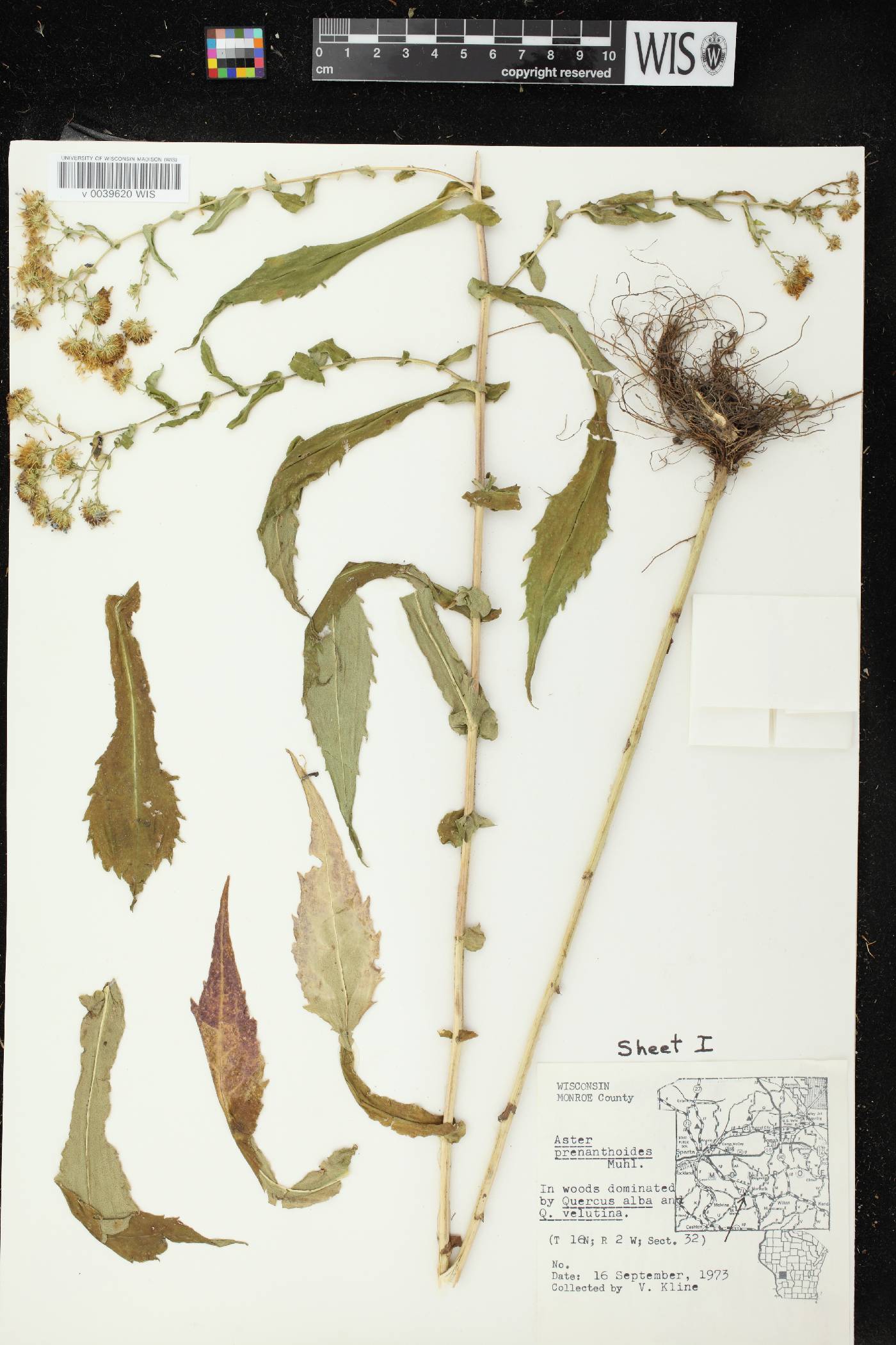 Symphyotrichum prenanthoides image