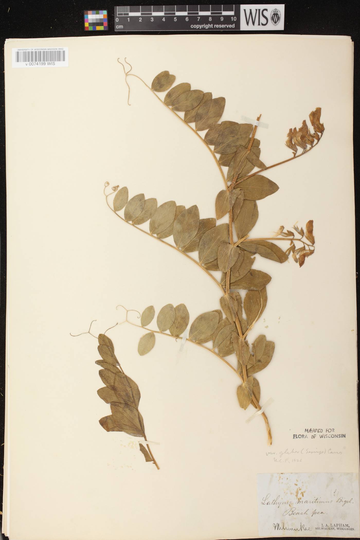 Lathyrus japonicus image