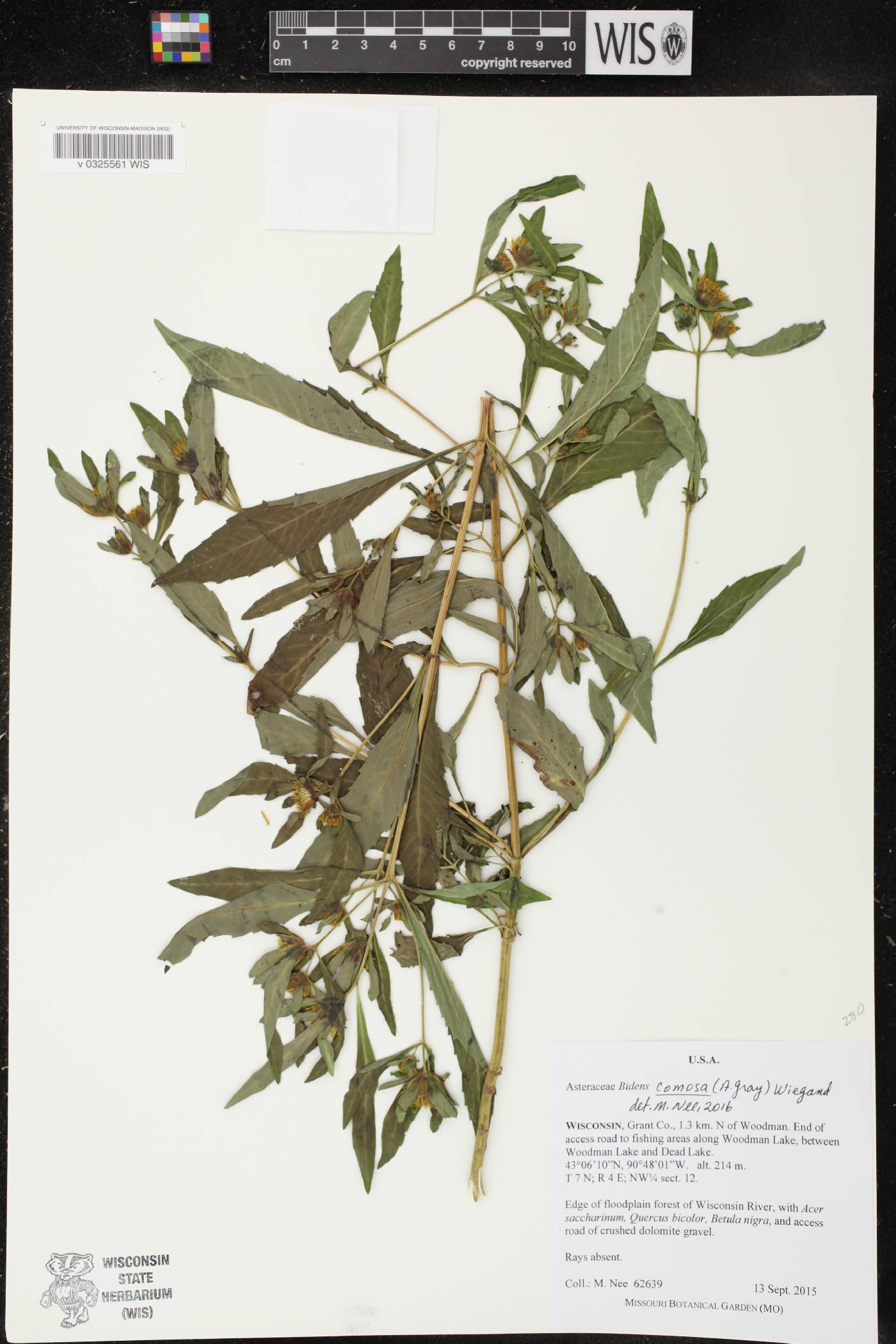 Bidens tripartita image