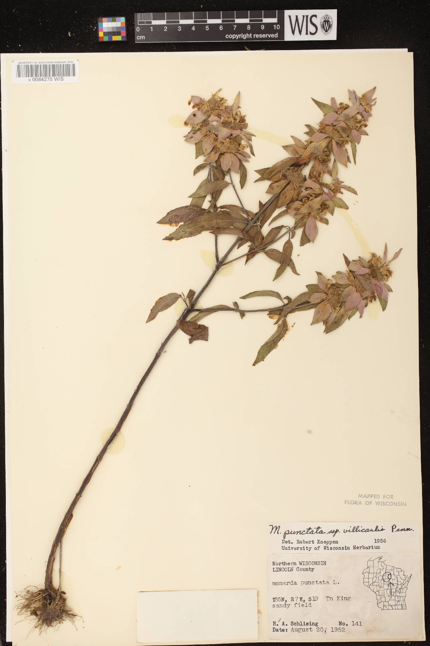 Monarda punctata image