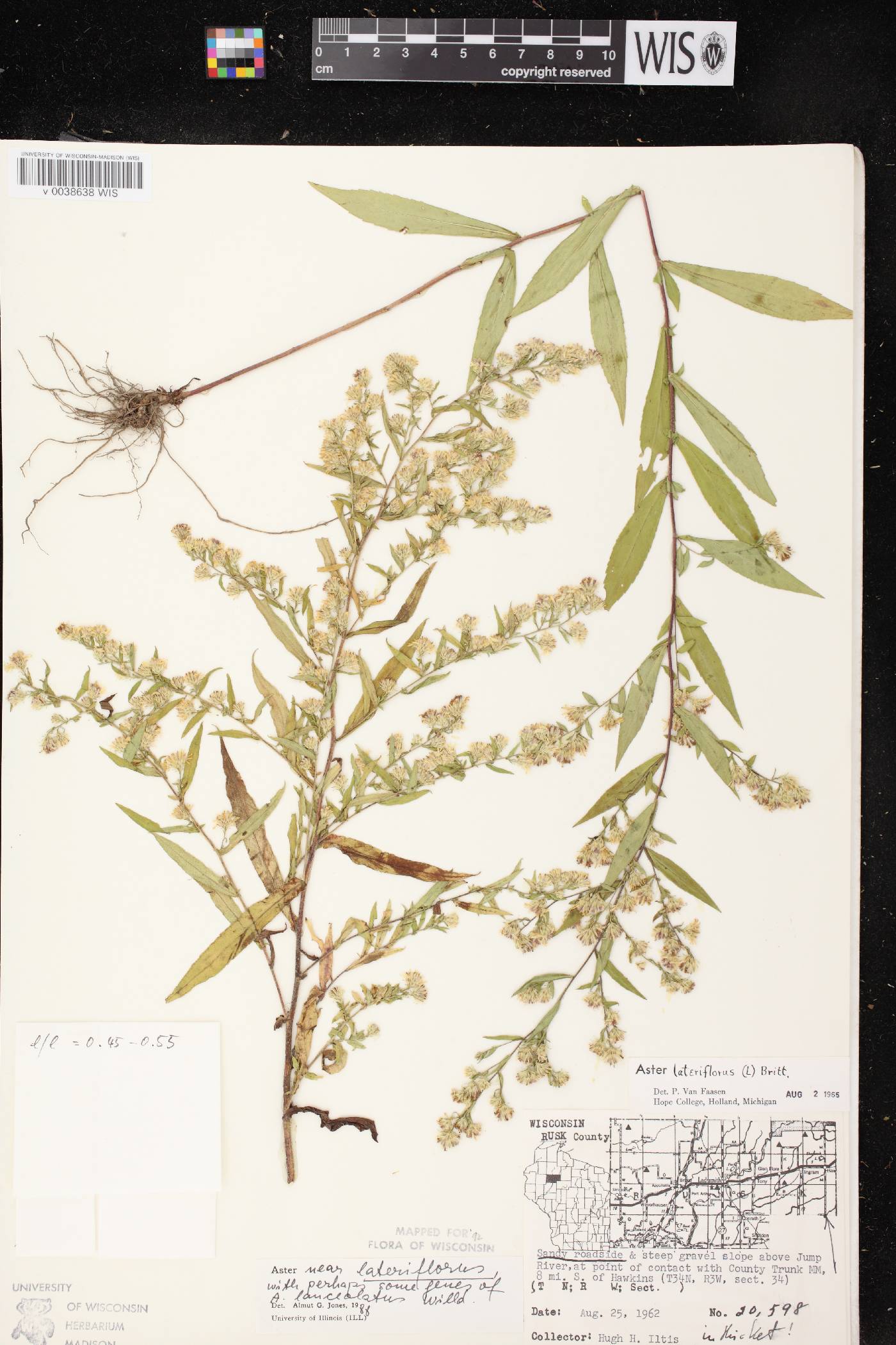 Symphyotrichum lateriflorum image
