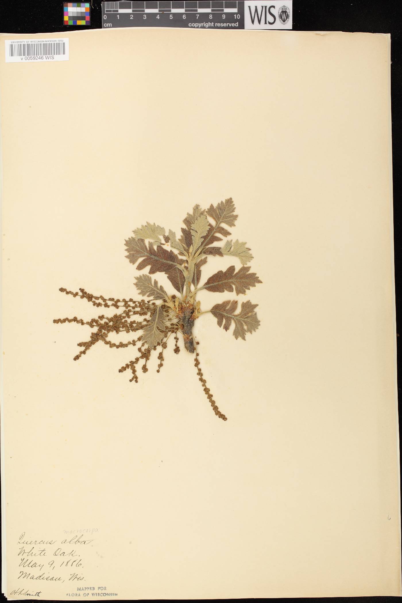 Quercus macrocarpa image