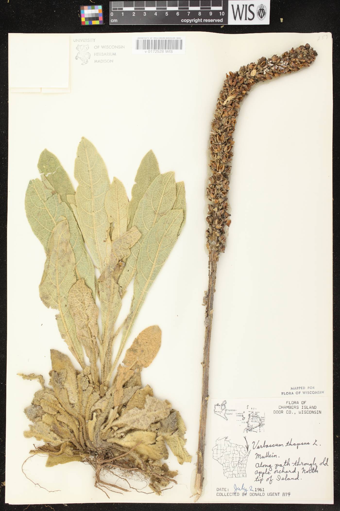 Verbascum thapsus image