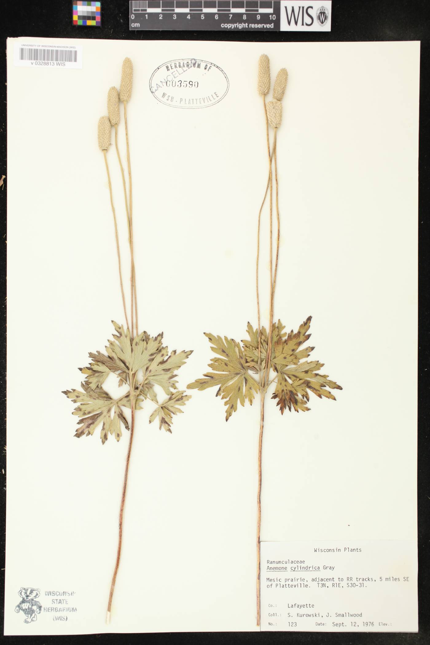 Anemone cylindrica image