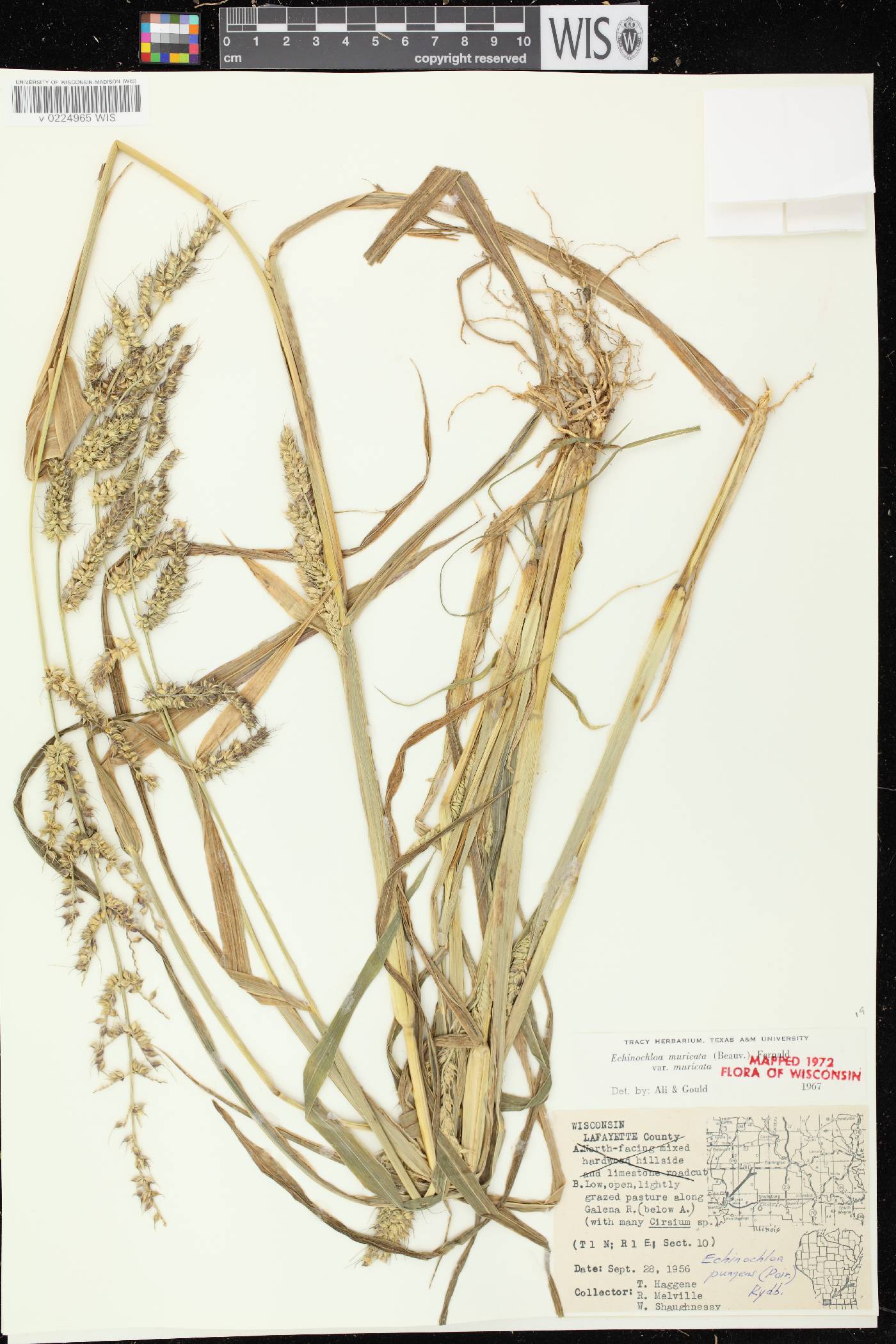 Echinochloa muricata var. muricata image