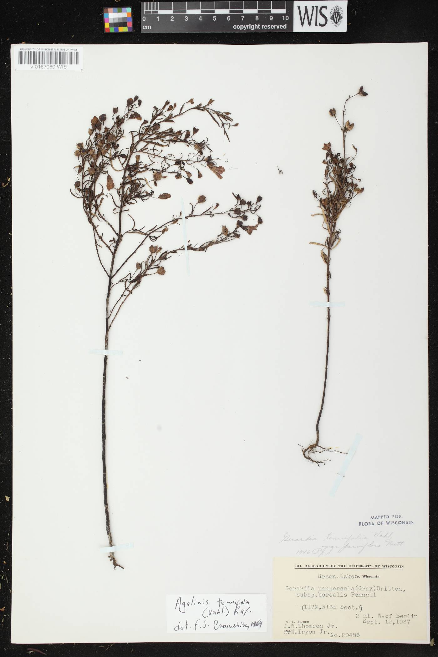 Agalinis tenuifolia image