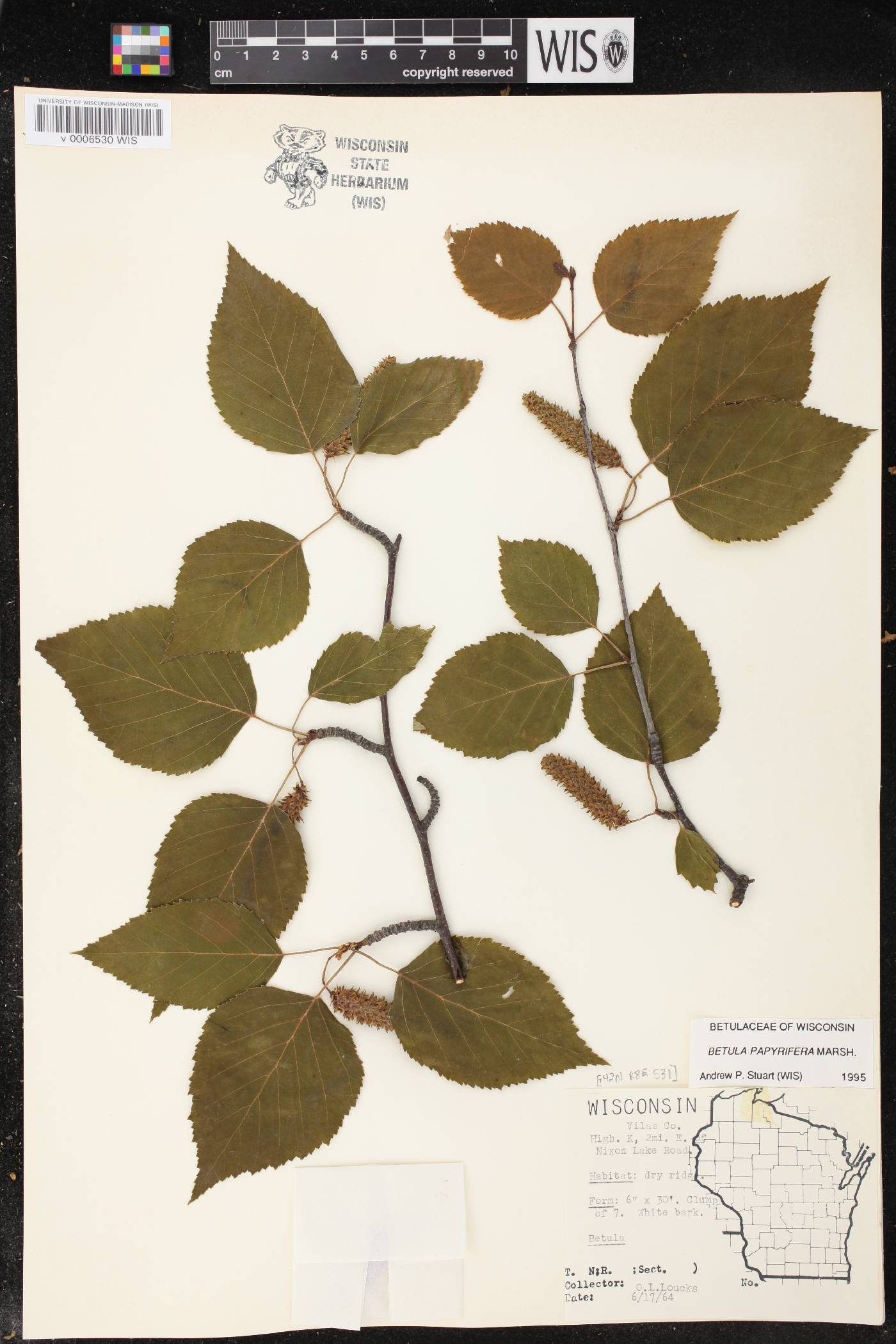Betula papyrifera image