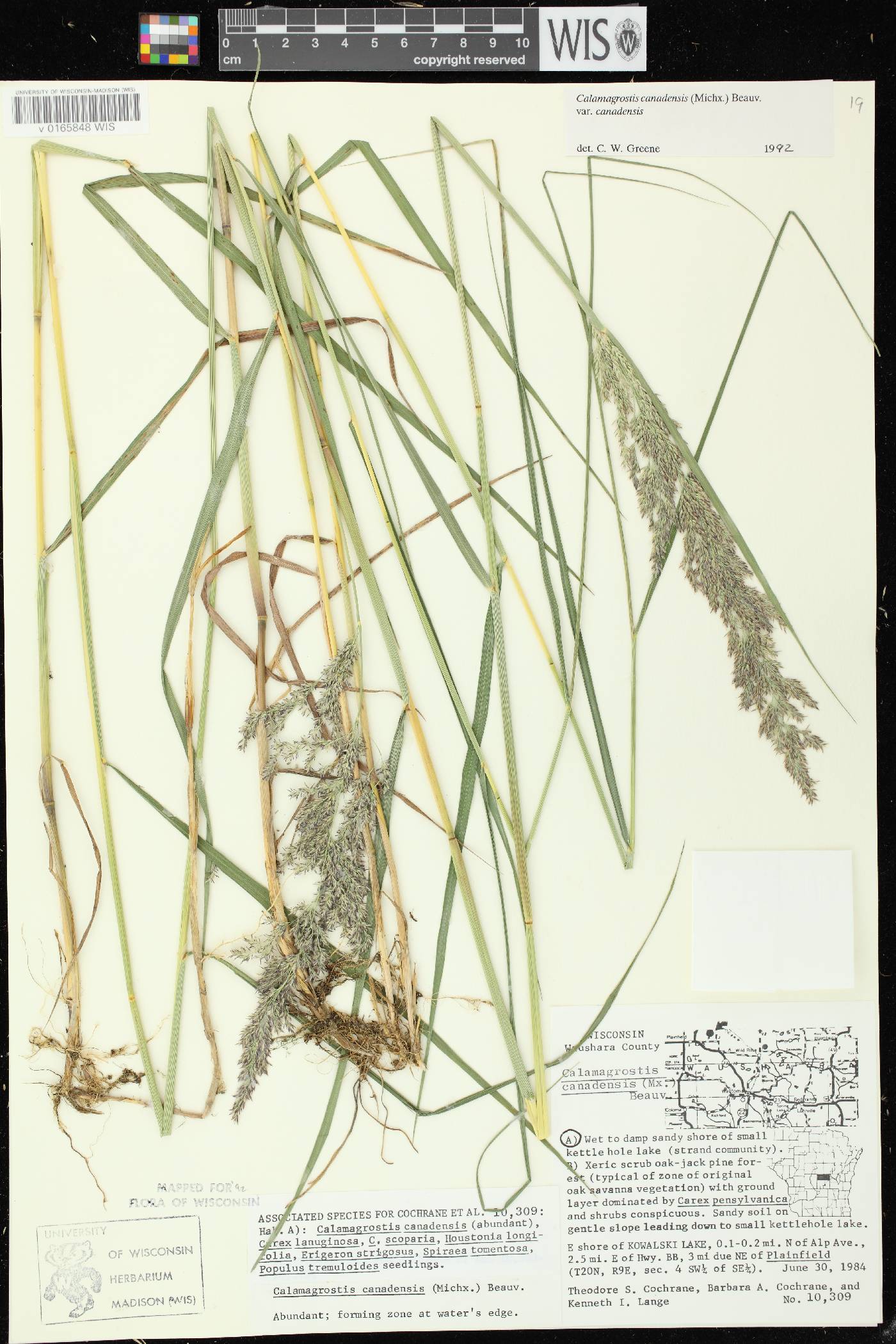 Calamagrostis canadensis var. canadensis image